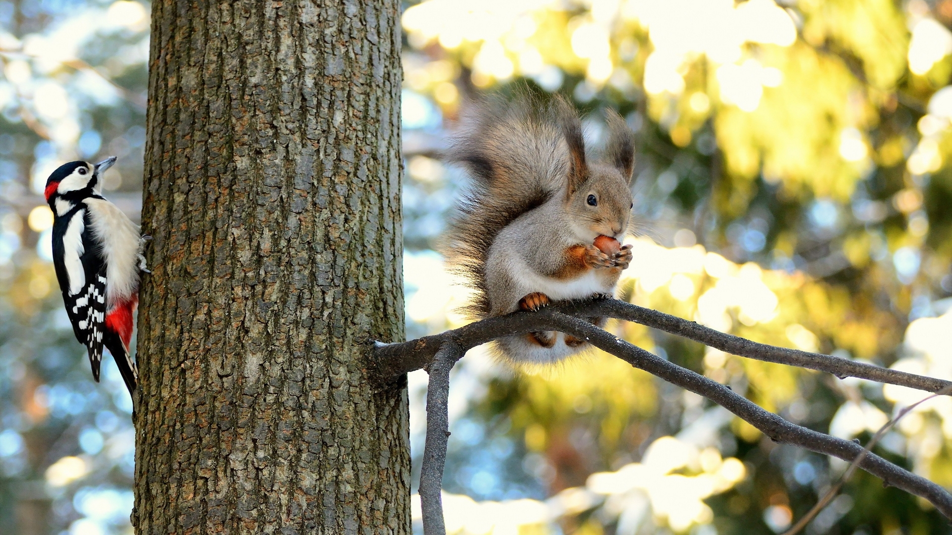 tree, squirrel, veverita, bird, pasari, nut, woodpecker, ciocanitoare, HD Wallpaper