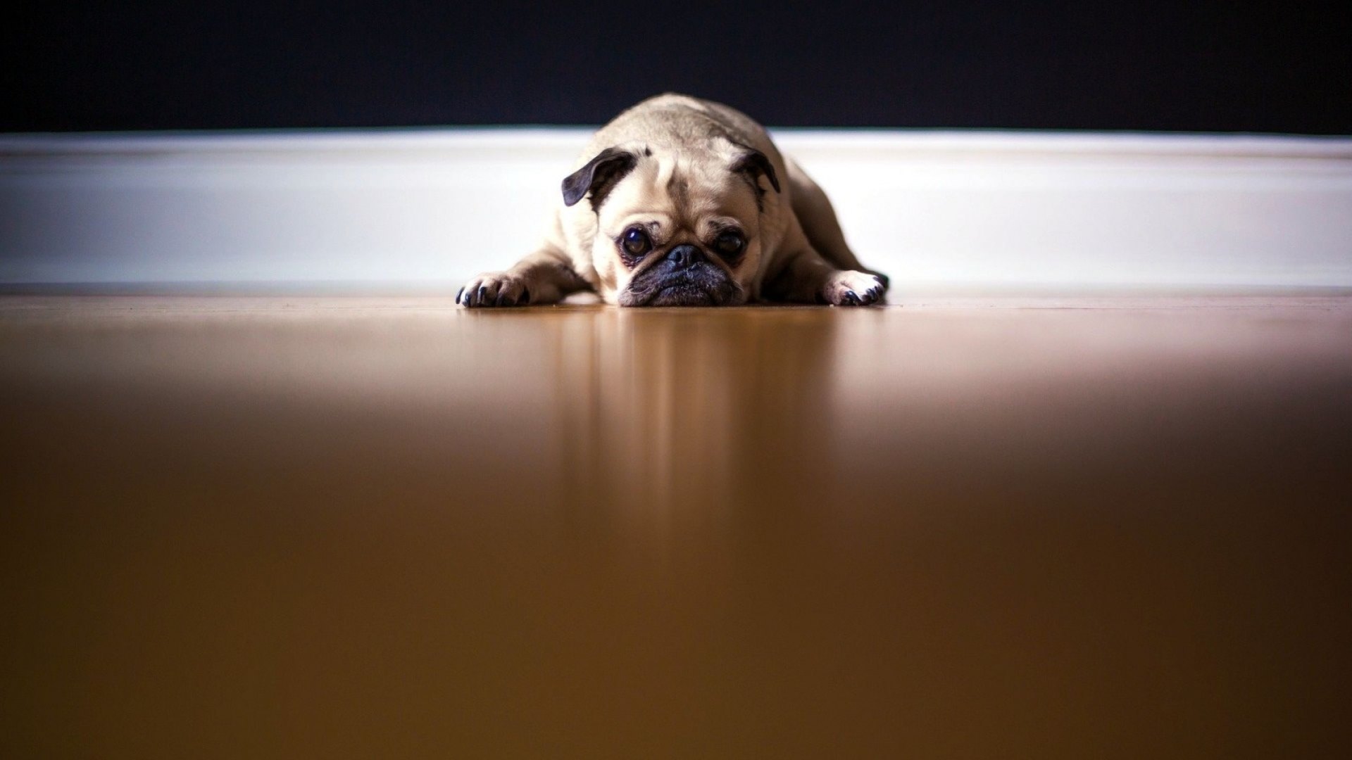 sad, grumpy, animal, dog, HD Wallpaper