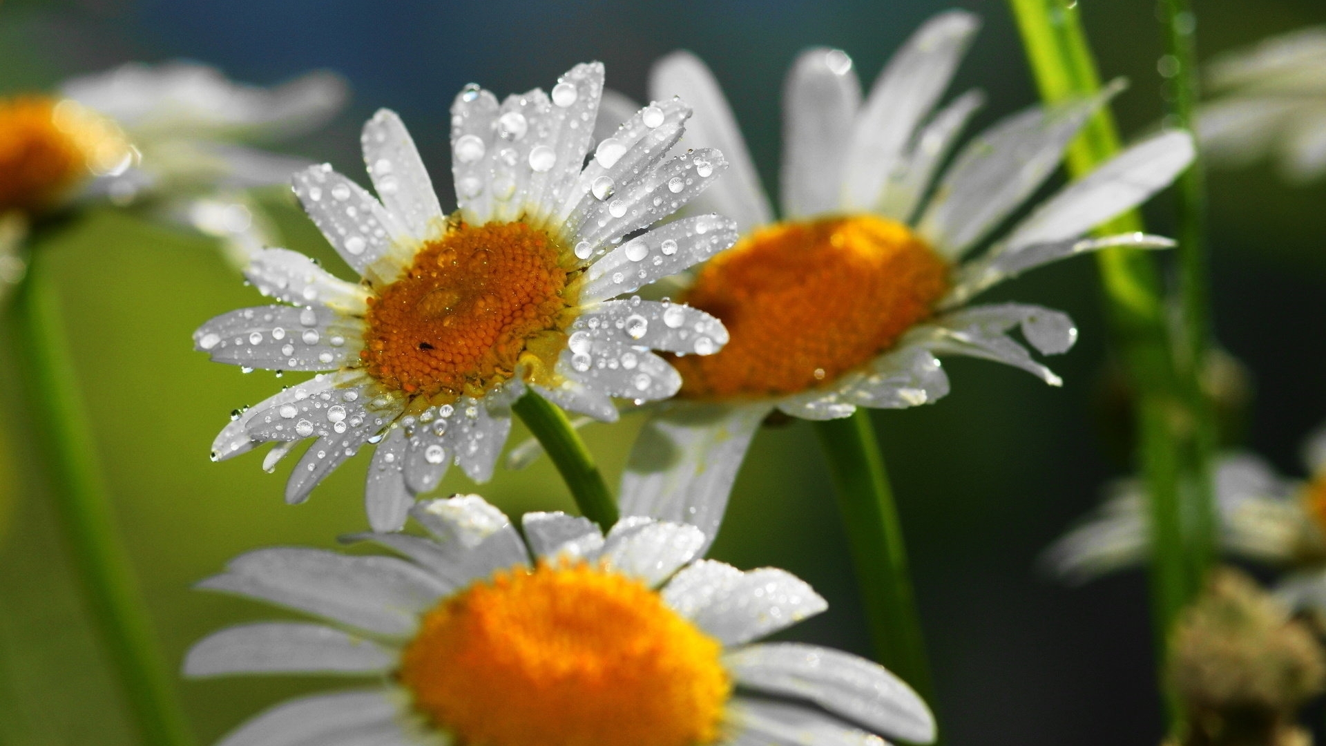 drops, close up, flowers, petals, HD Wallpaper