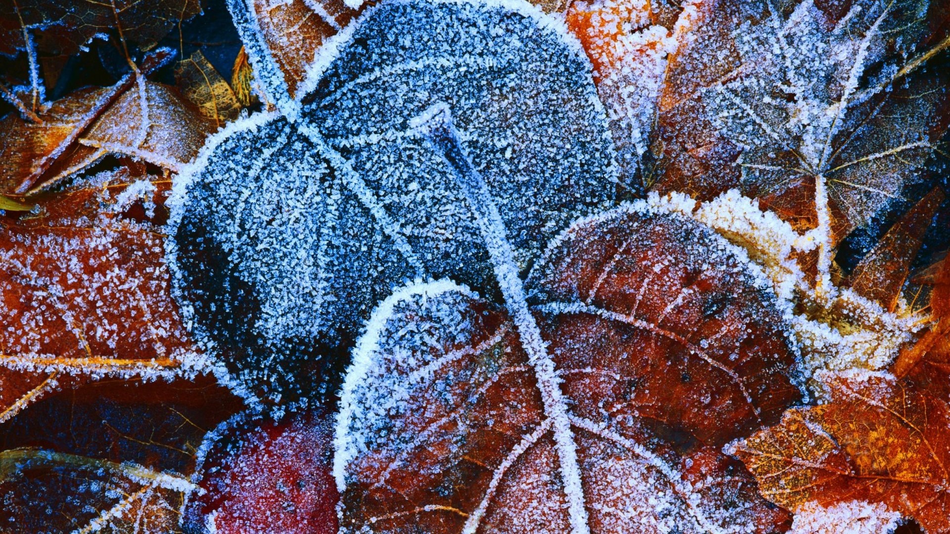 ice, leaves, frozen, frost, HD Wallpaper