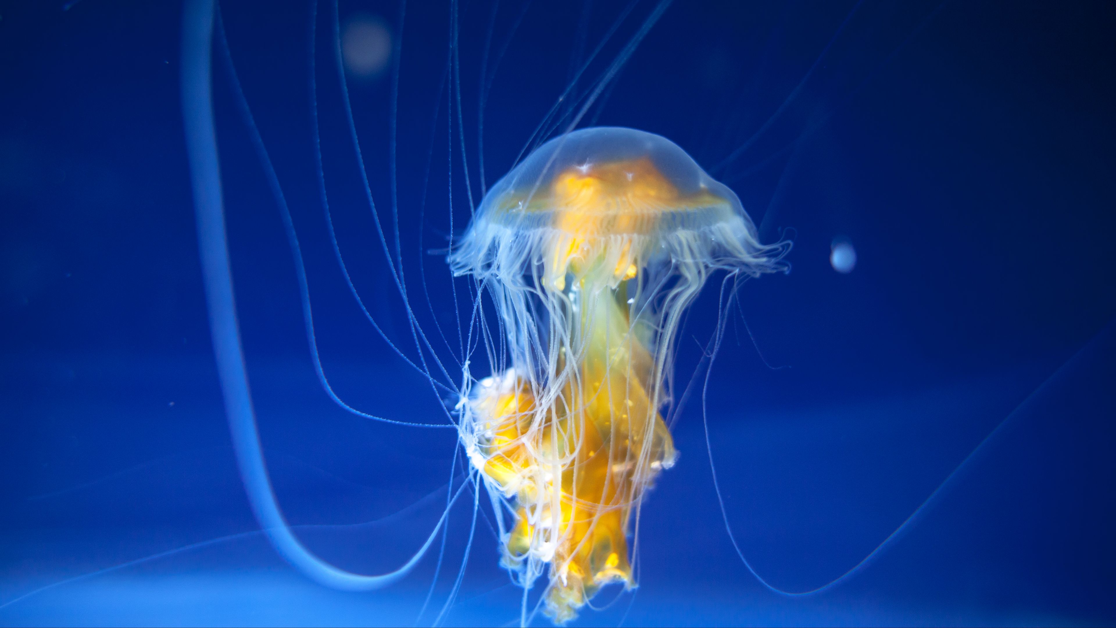 jellyfish, tentacles, underwater world, ocean, aquarium, 4k, HD Wallpaper