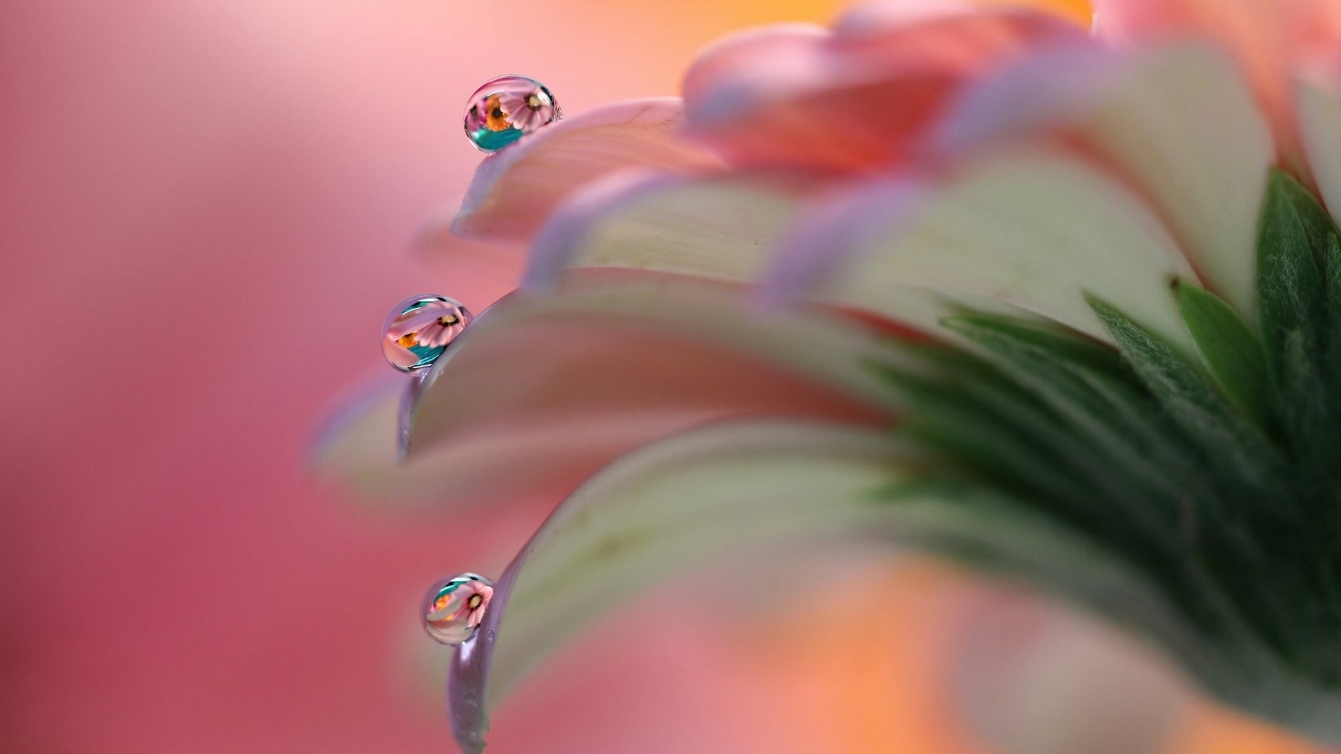 macro, drops, gerbera, petals, HD Wallpaper