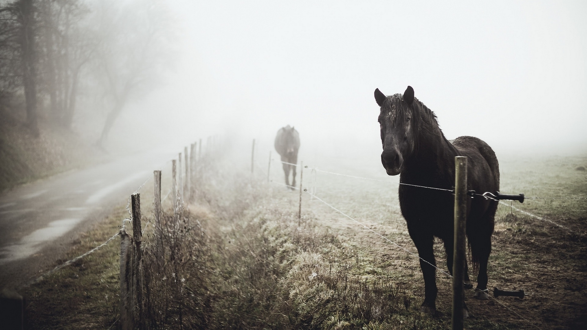 stallion, horse, wild, animal, HD Wallpaper
