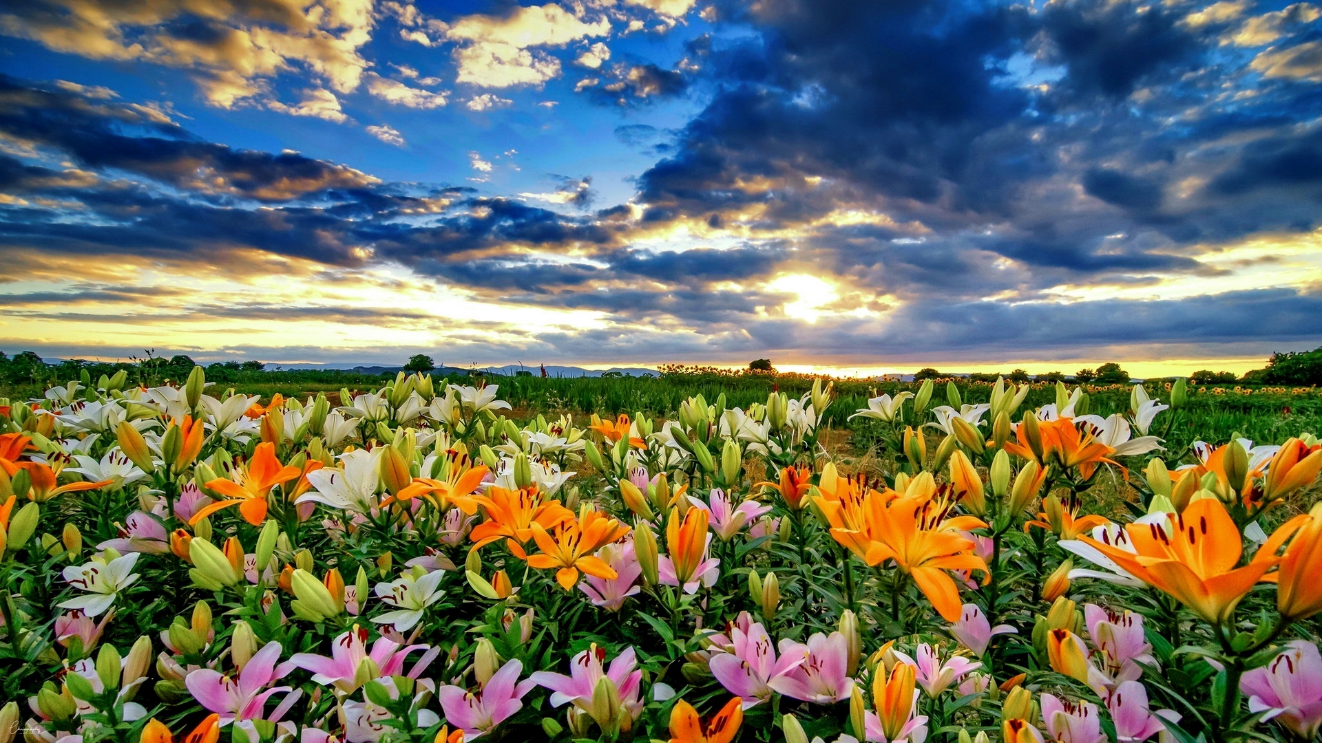 pretty, lovely, flowers, beautiful, clouds, sky, field, HD Wallpaper