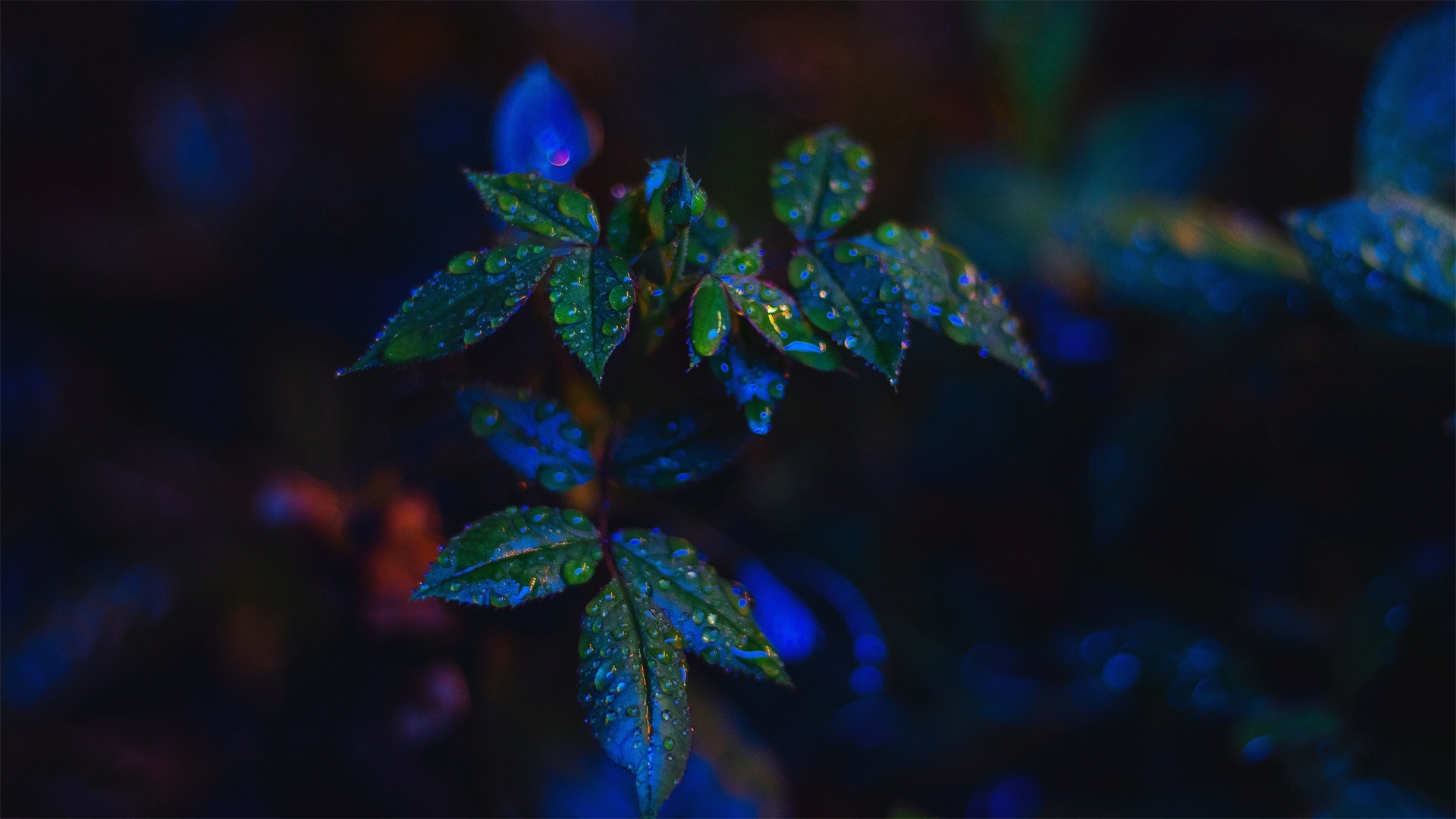 leaves, flowers, rain, dew drops, night, firefox persona theme, light, HD Wallpaper