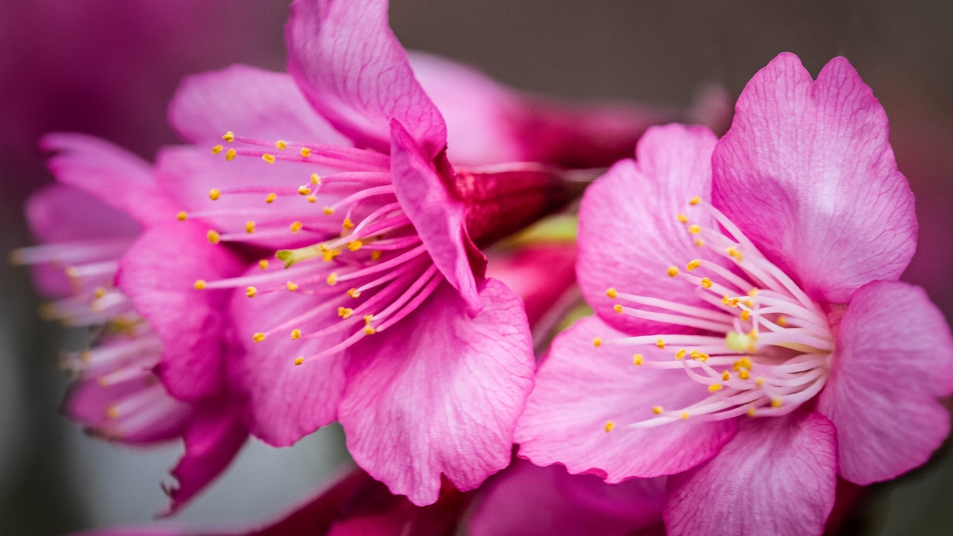 blossom, pink, sakura, flower, spring, cherry, HD Wallpaper
