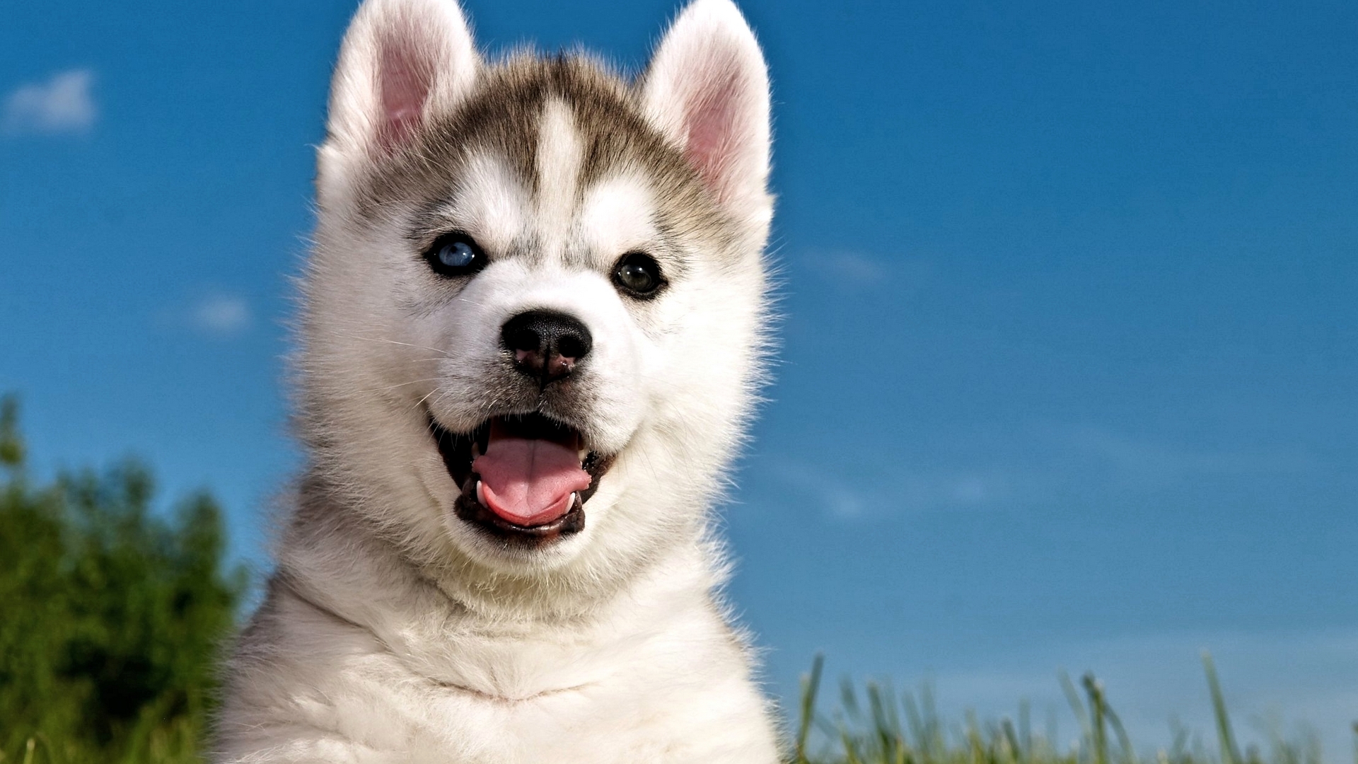 puppy, animal, dog, husky, HD Wallpaper