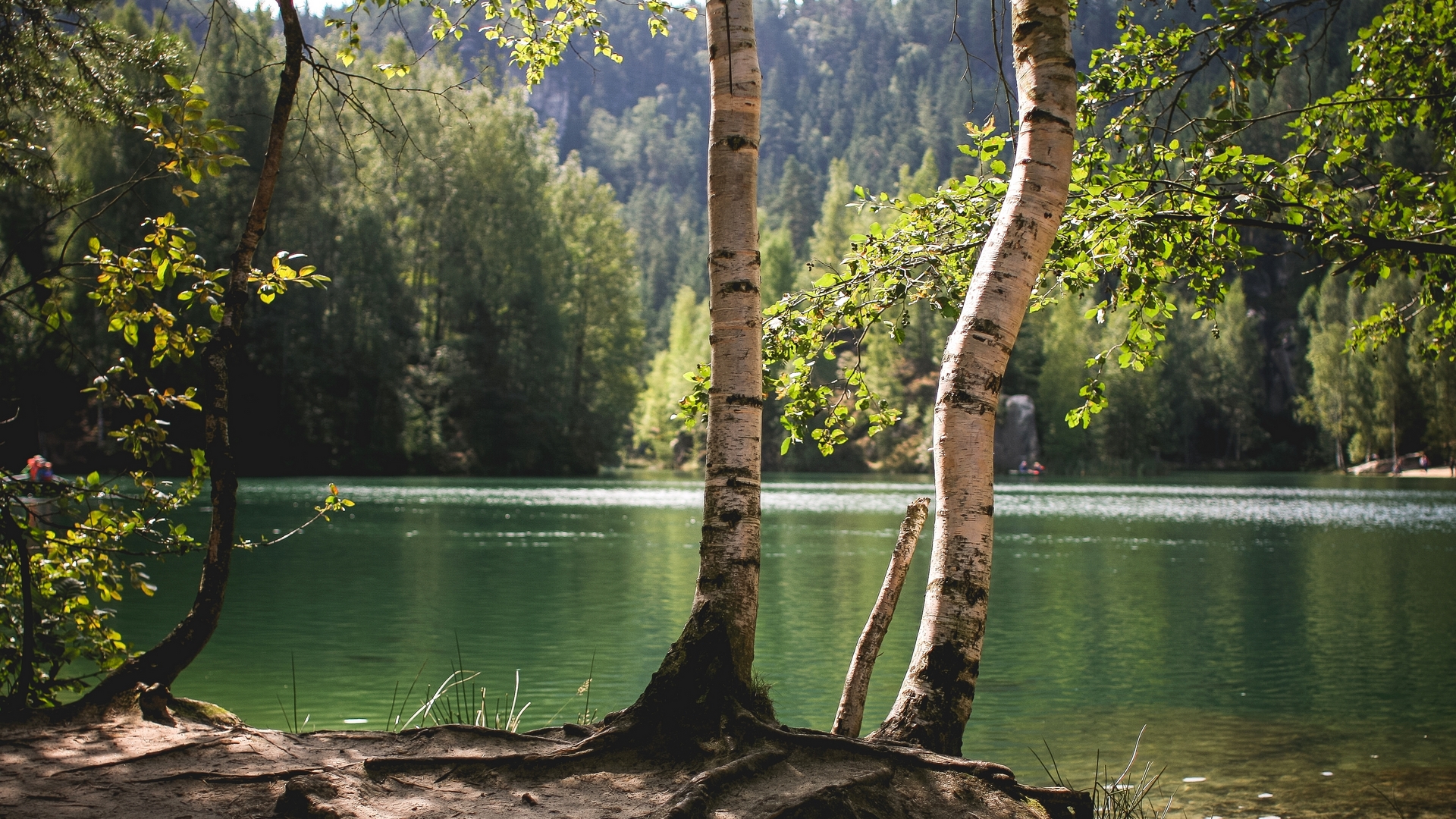 birches, nature, trees, lake, HD Wallpaper