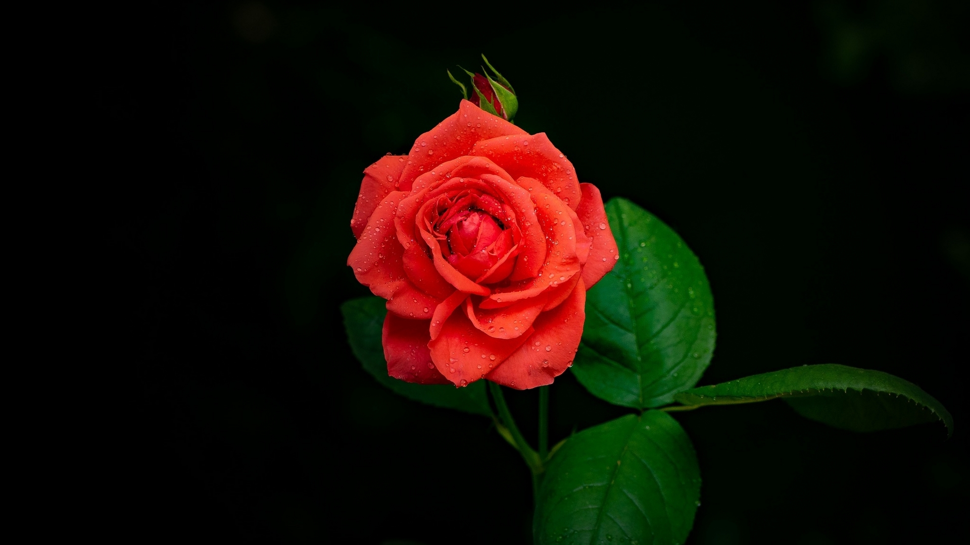 rose, nature, flower, bud, HD Wallpaper