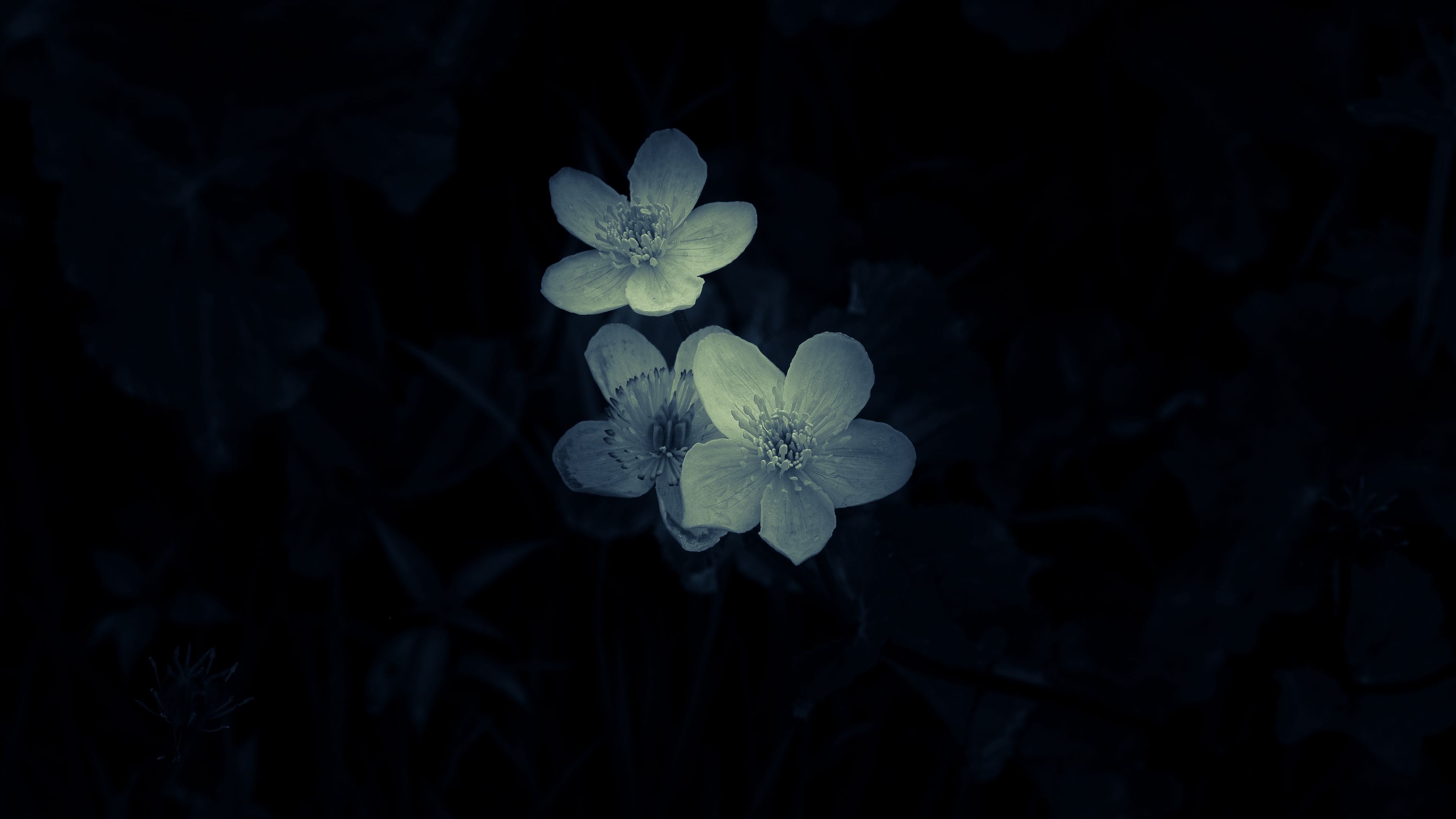 flowers, white, macro, dark, 4k, HD Wallpaper