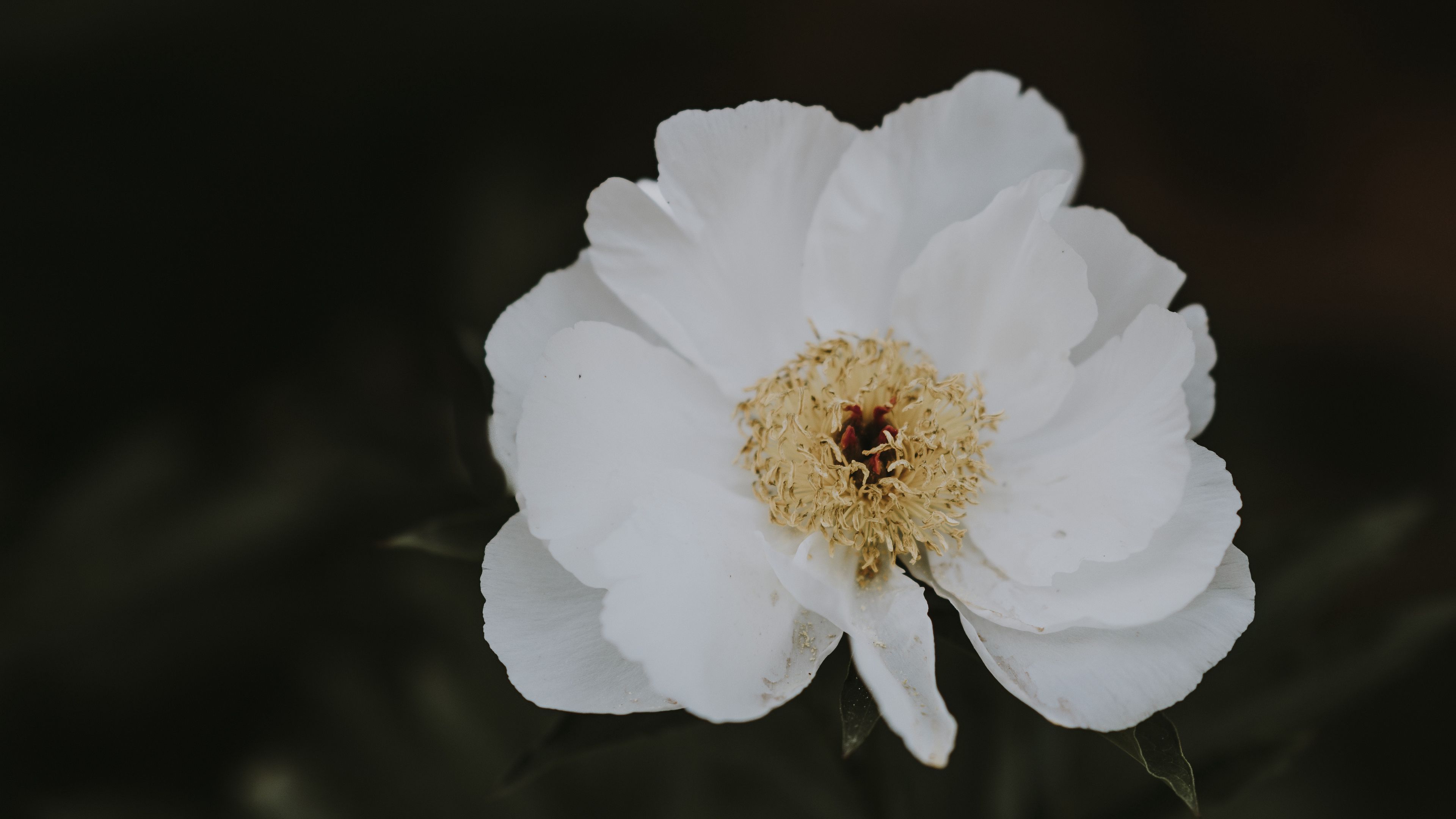 peony, flower, white, blur, 4k, HD Wallpaper