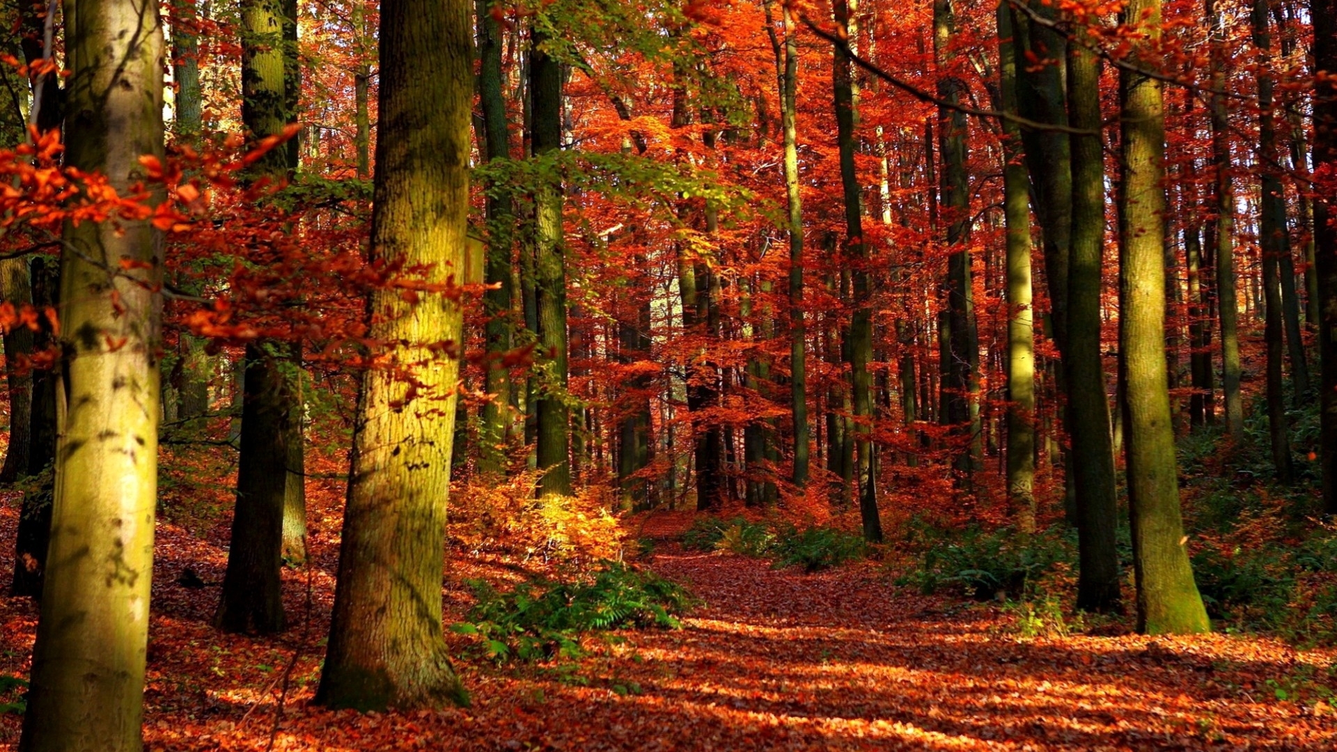 autumnn, leave, trees, nature, autumn, HD Wallpaper