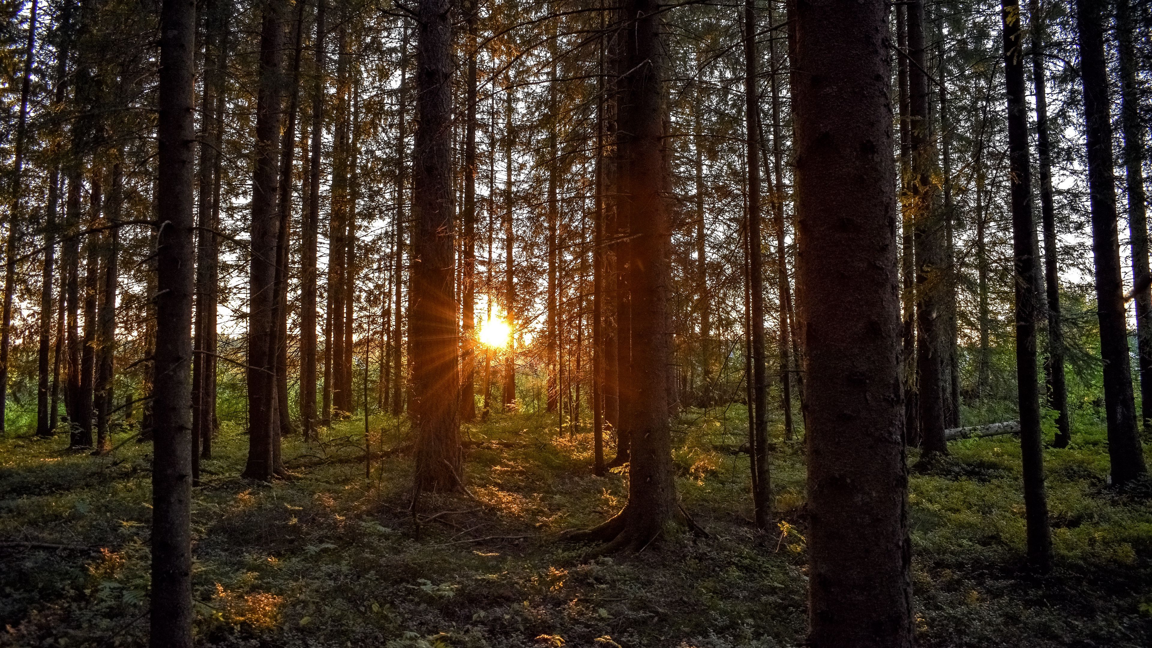 forest, sunlight, trees, rays, sunset, 4k, HD Wallpaper