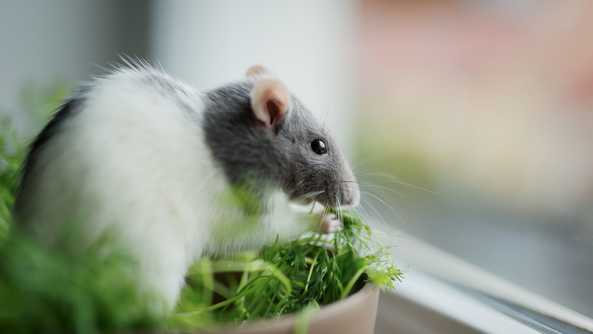 green, grass, mouse, animal, HD Wallpaper