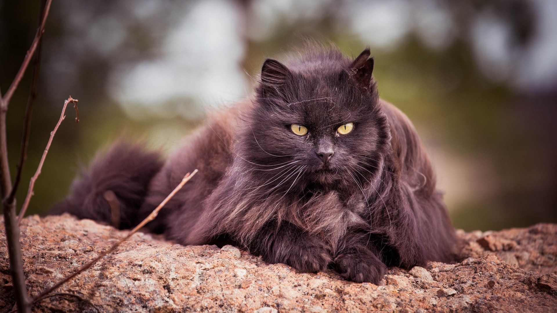 cute, pet, cat, animals, HD Wallpaper