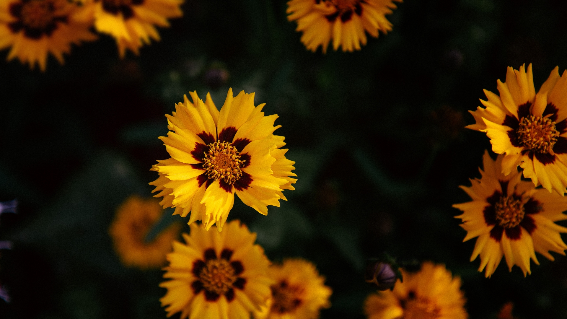 yellow, flowers, nature, bloom, HD Wallpaper