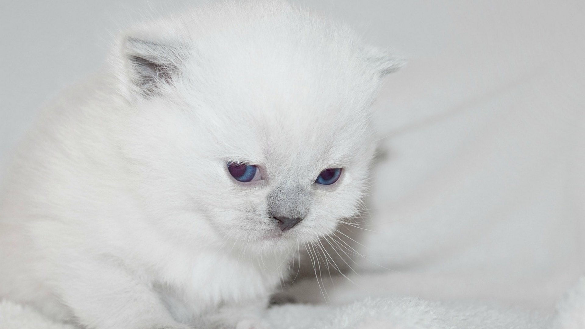 white, cat, kitten, animal, sweet, pisica, HD Wallpaper