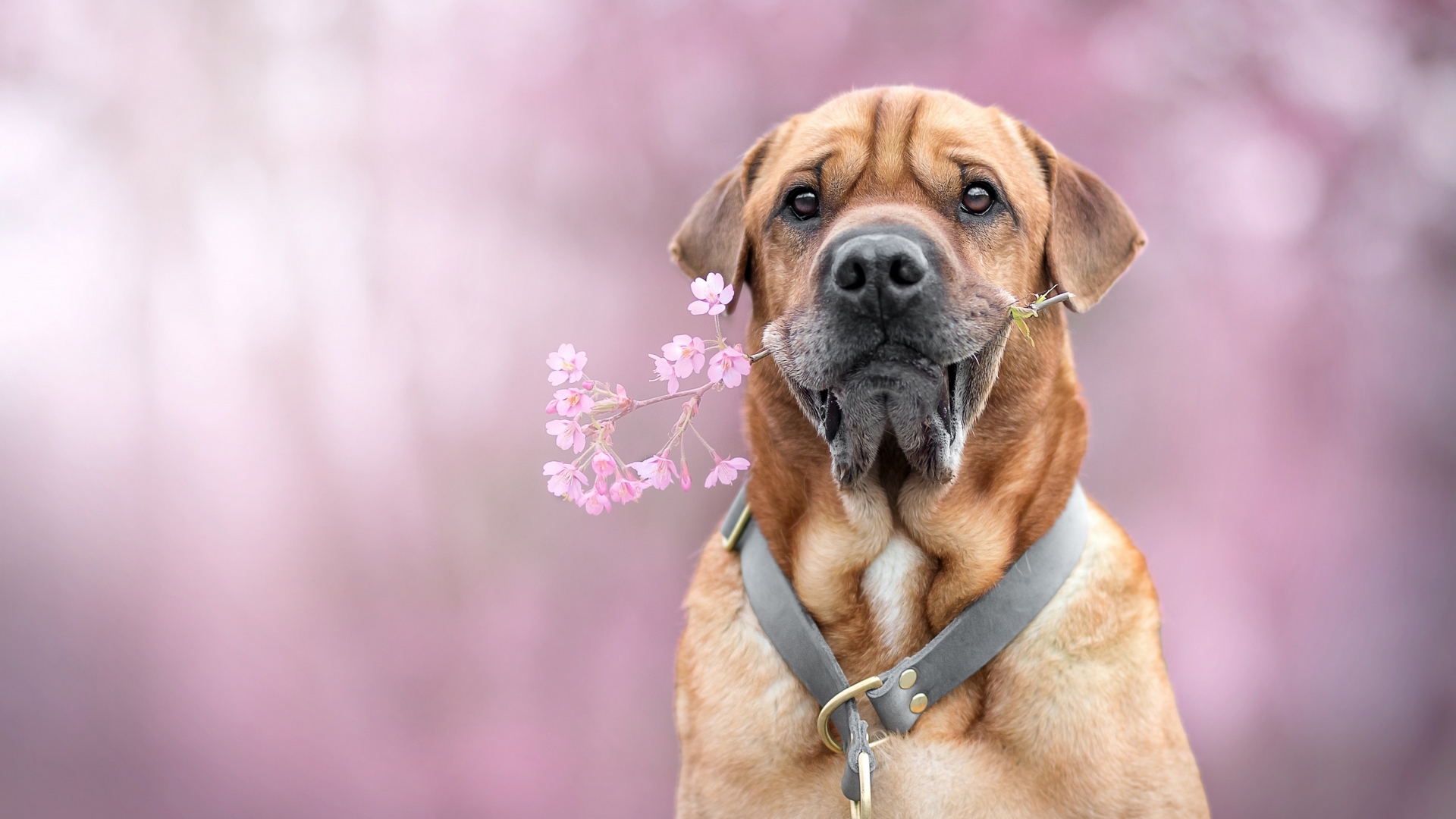 pink, dog, cute, caine, flower, face, HD Wallpaper