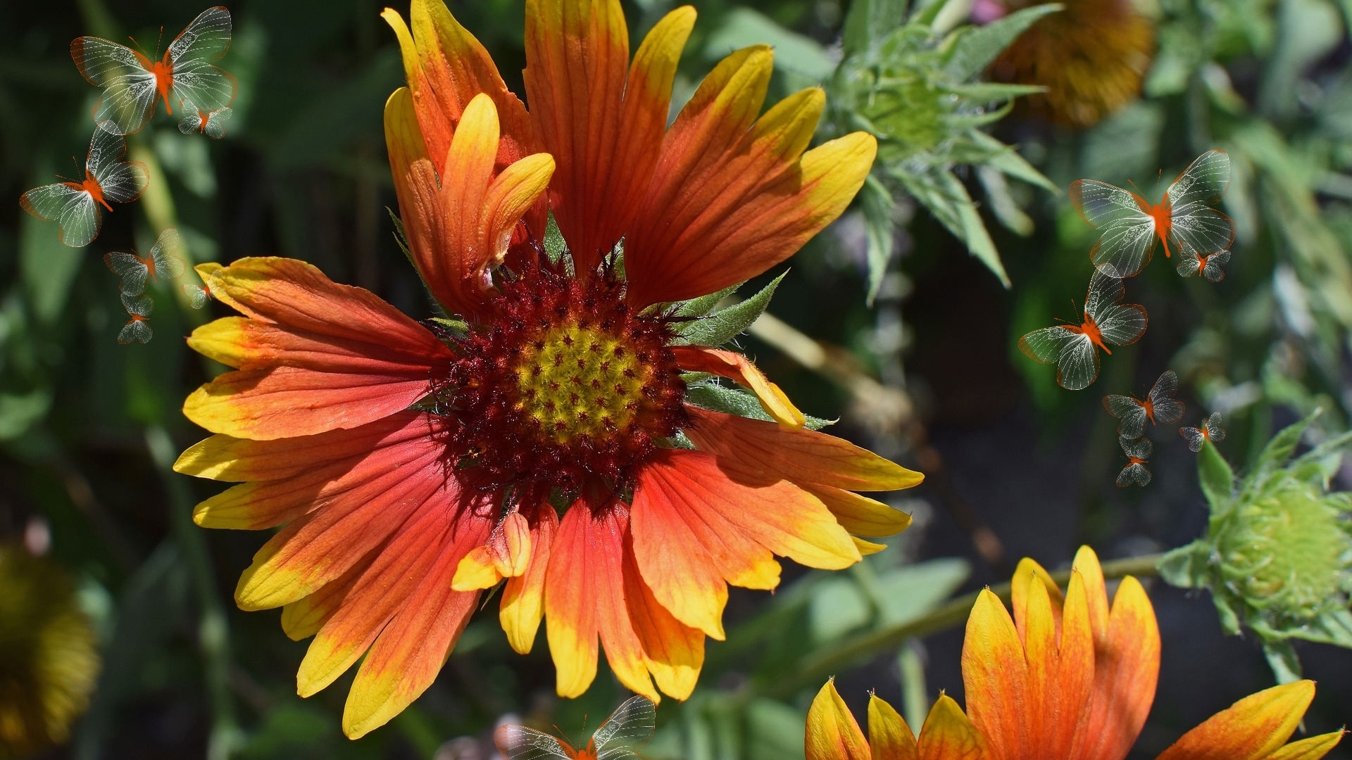 colorful, vivid, orange and yellow coreopsis, orange, bold, jan haerer, yellow, butterflies, delicate, multicolor flowers, vibrant, flowers, coreopsis, bright, summer bloom flowers, HD Wallpaper