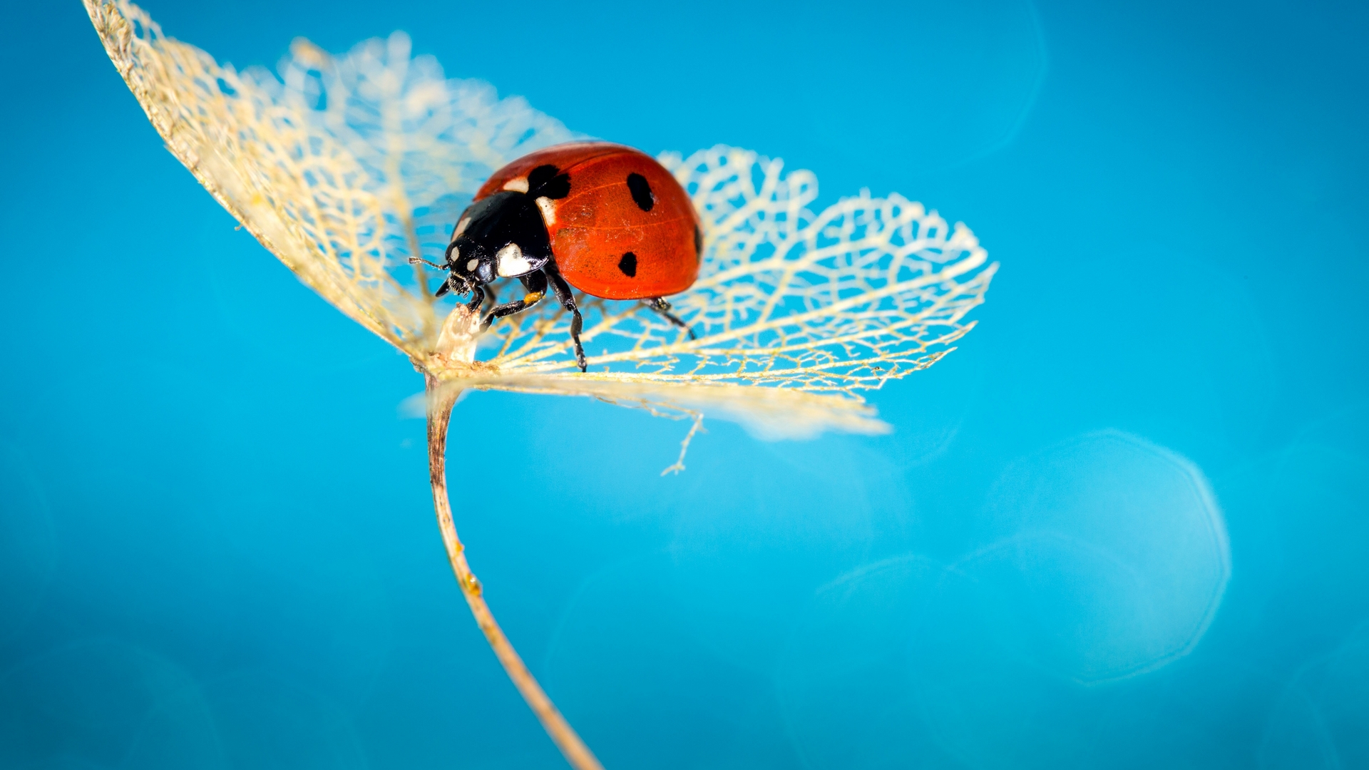 red, ladybug, veins, insect, white, blue, HD Wallpaper