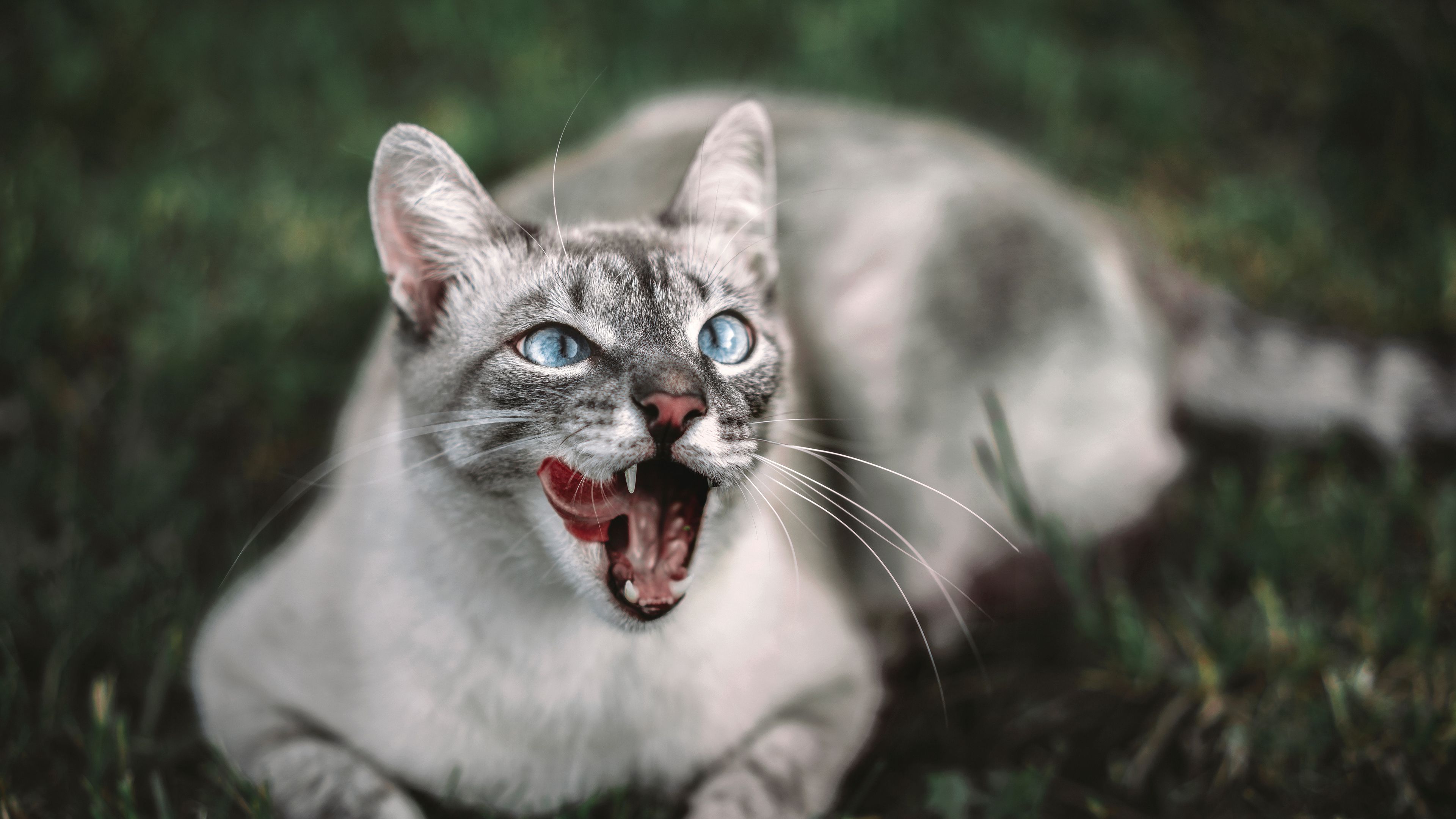 cat, protruding tongue, muzzle, 4k, HD Wallpaper
