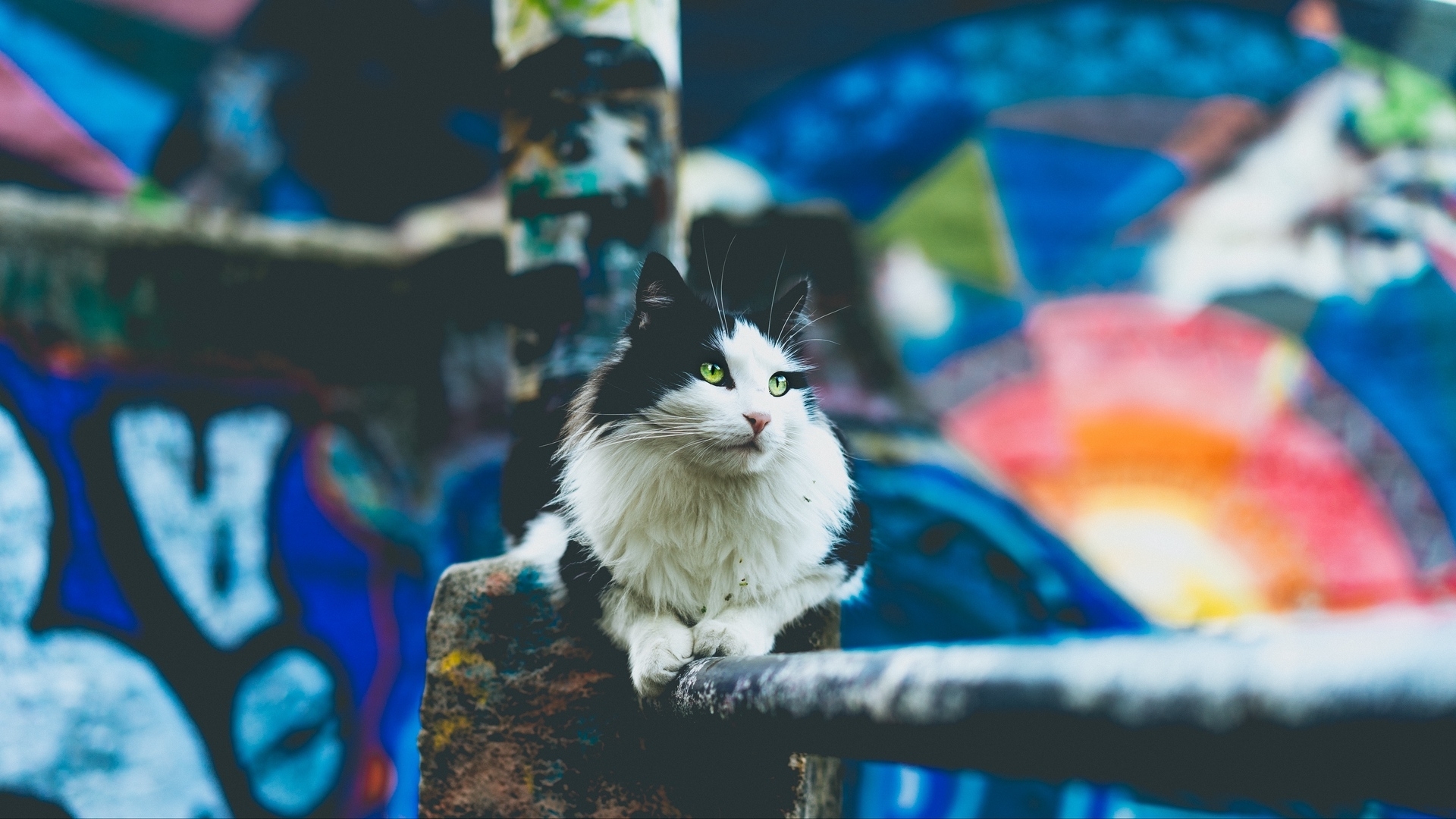colorful, cat, macro, animal, HD Wallpaper