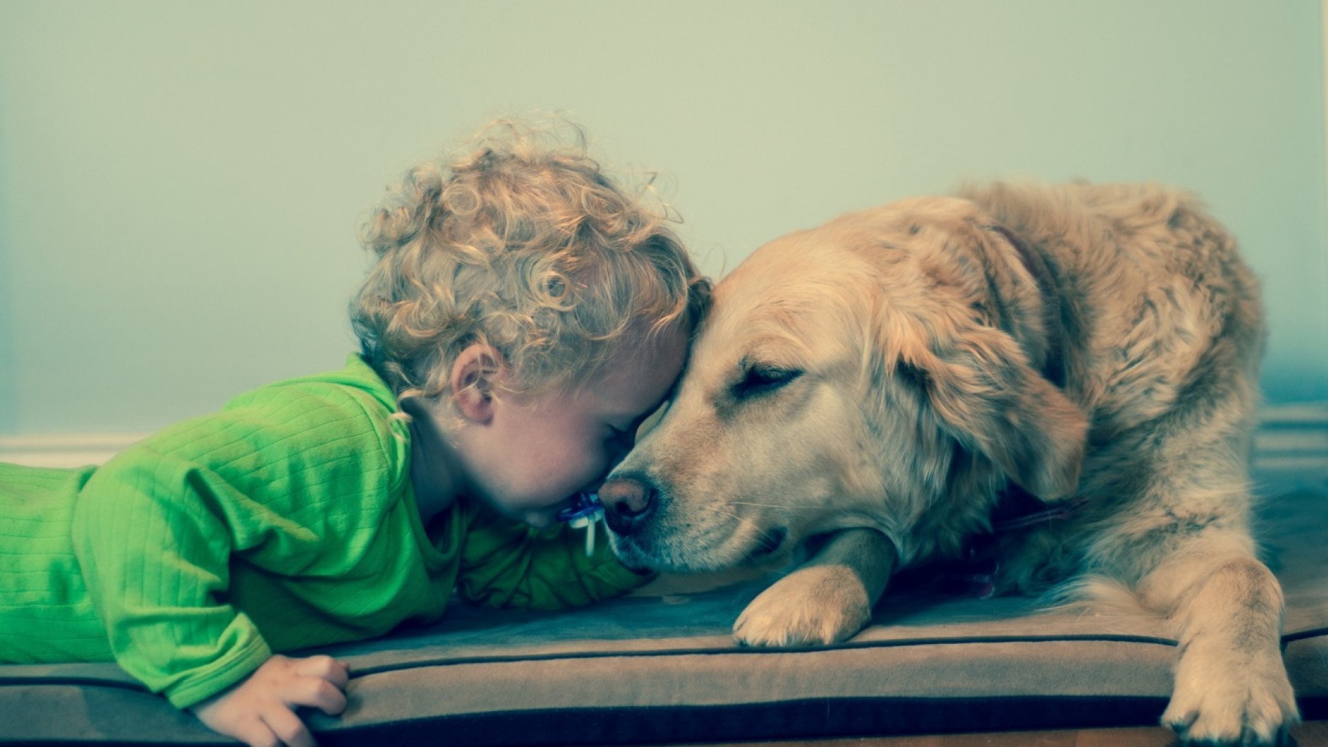 animals, dogs, animal, dog, HD Wallpaper
