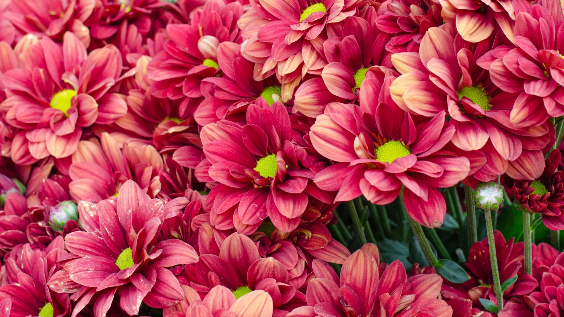 red, autumn, chrysanthemum, flowet, texture, yellow, skin, pink, HD Wallpaper