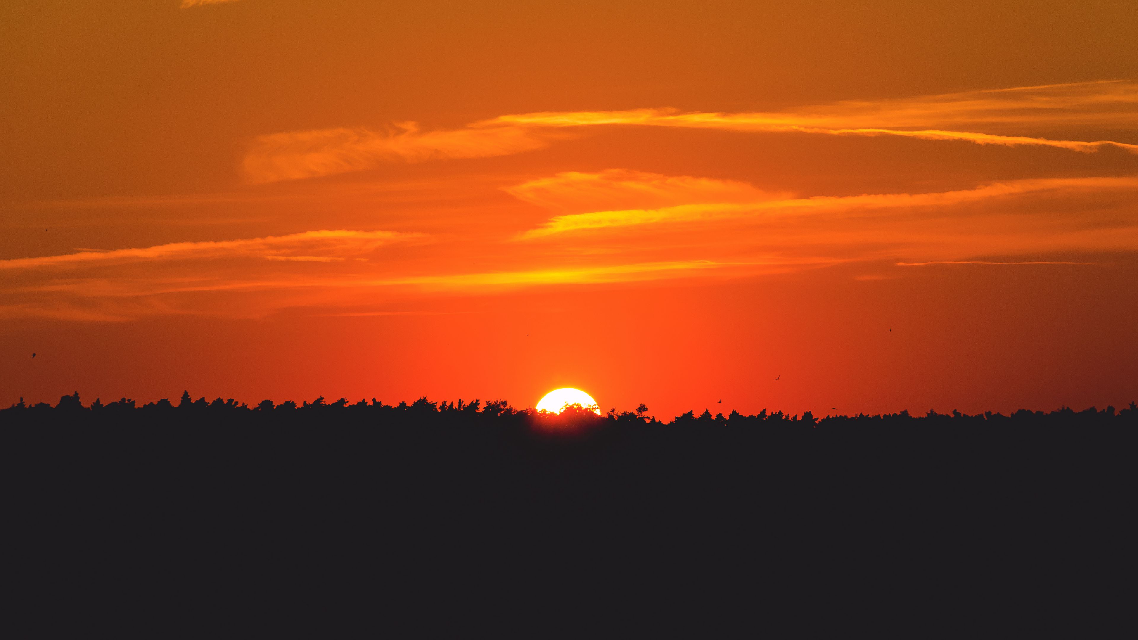 sun, sunset, silhouette, forest, 4k, HD Wallpaper