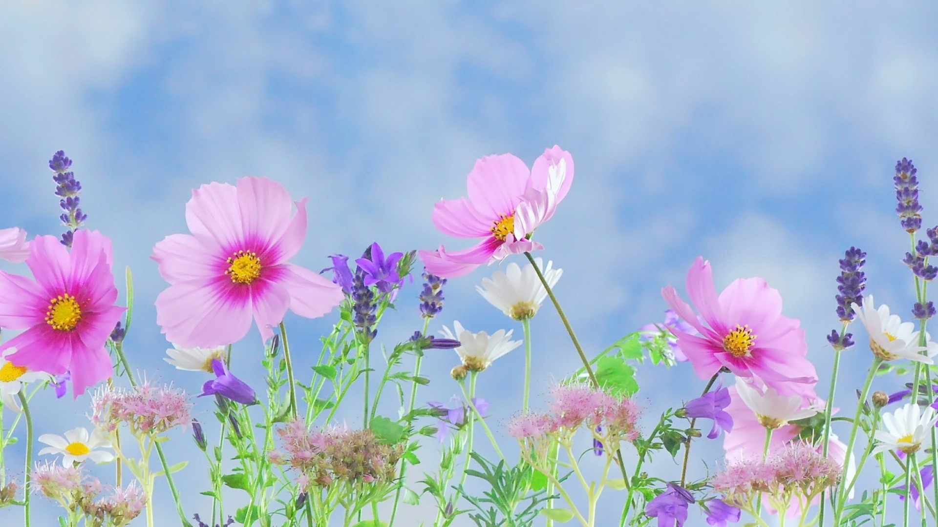 flowers, tree, nature, spring, HD Wallpaper