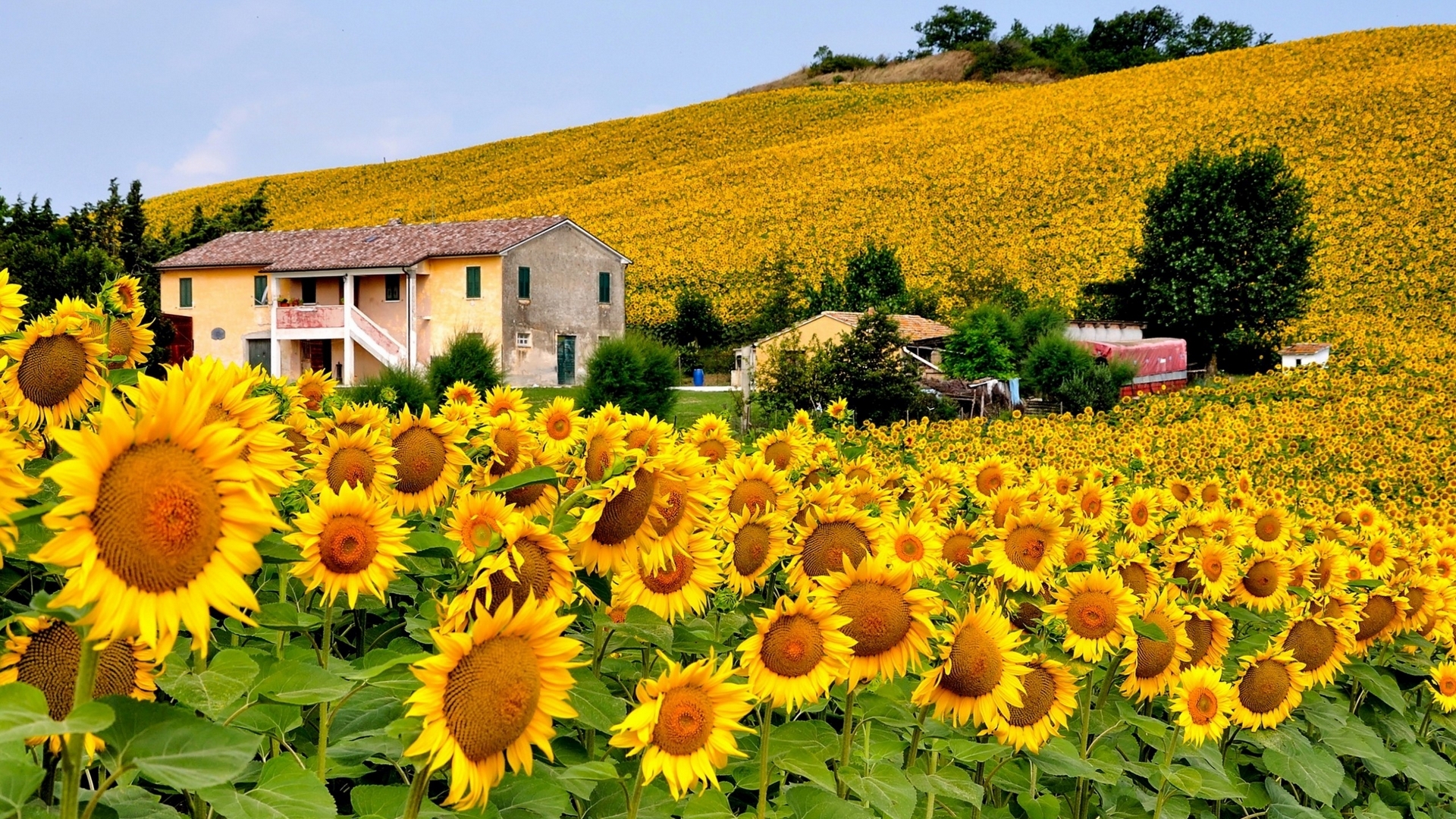 sunflowers, green, houses, yellow, nature, trees, field, HD Wallpaper