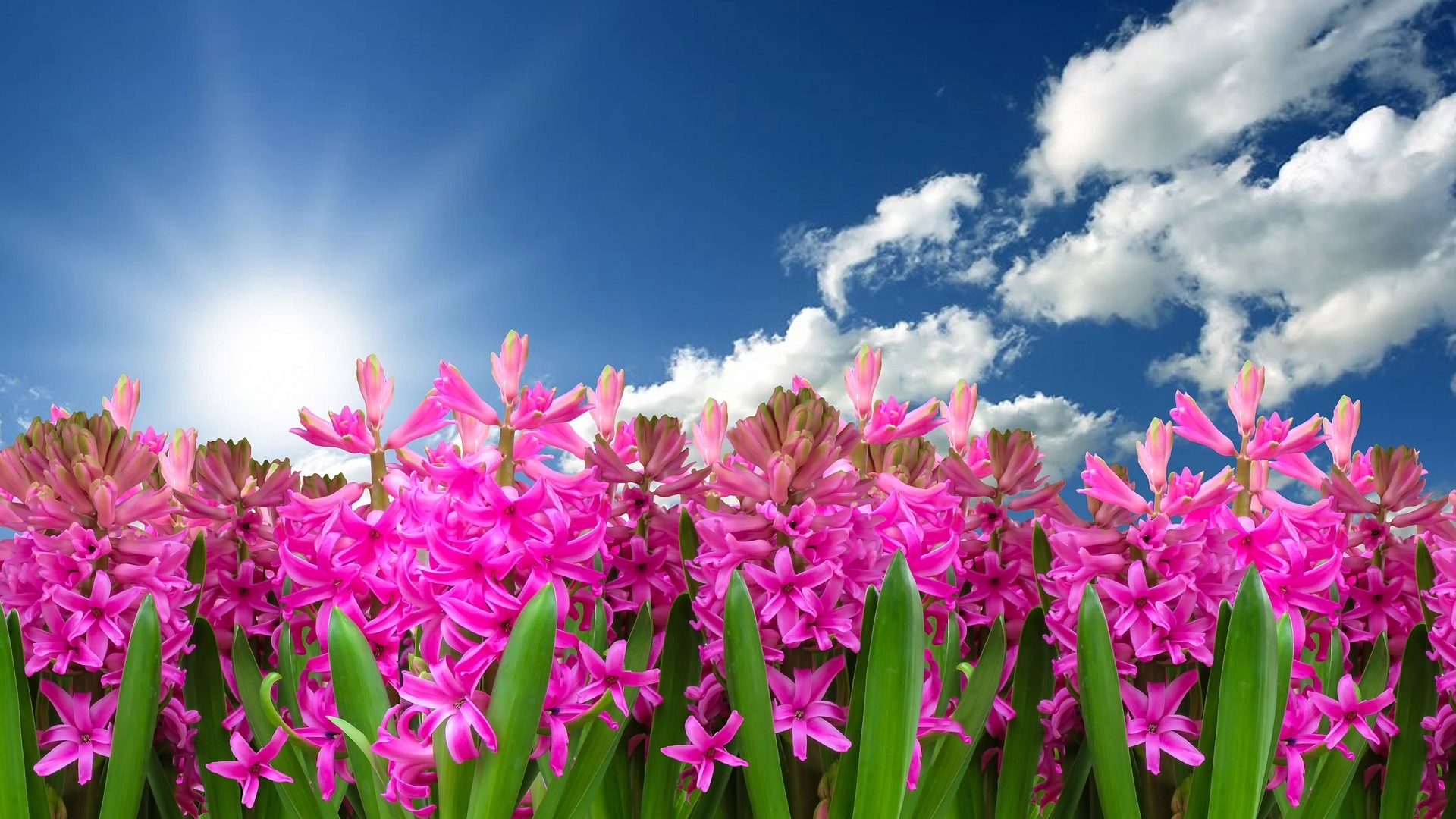 sky, clouds, flowers, sunshine, nature, HD Wallpaper
