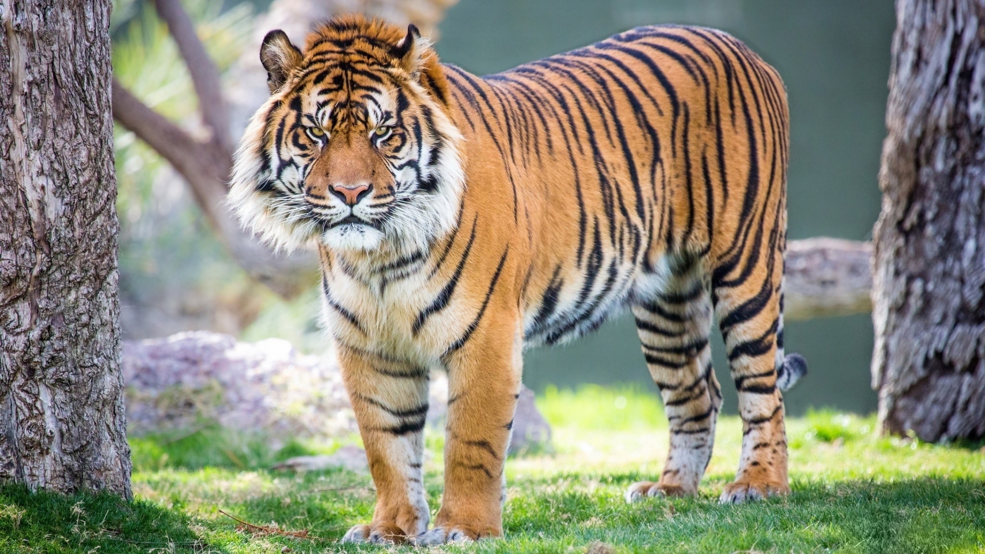 paw, tiger, nature, animal, HD Wallpaper