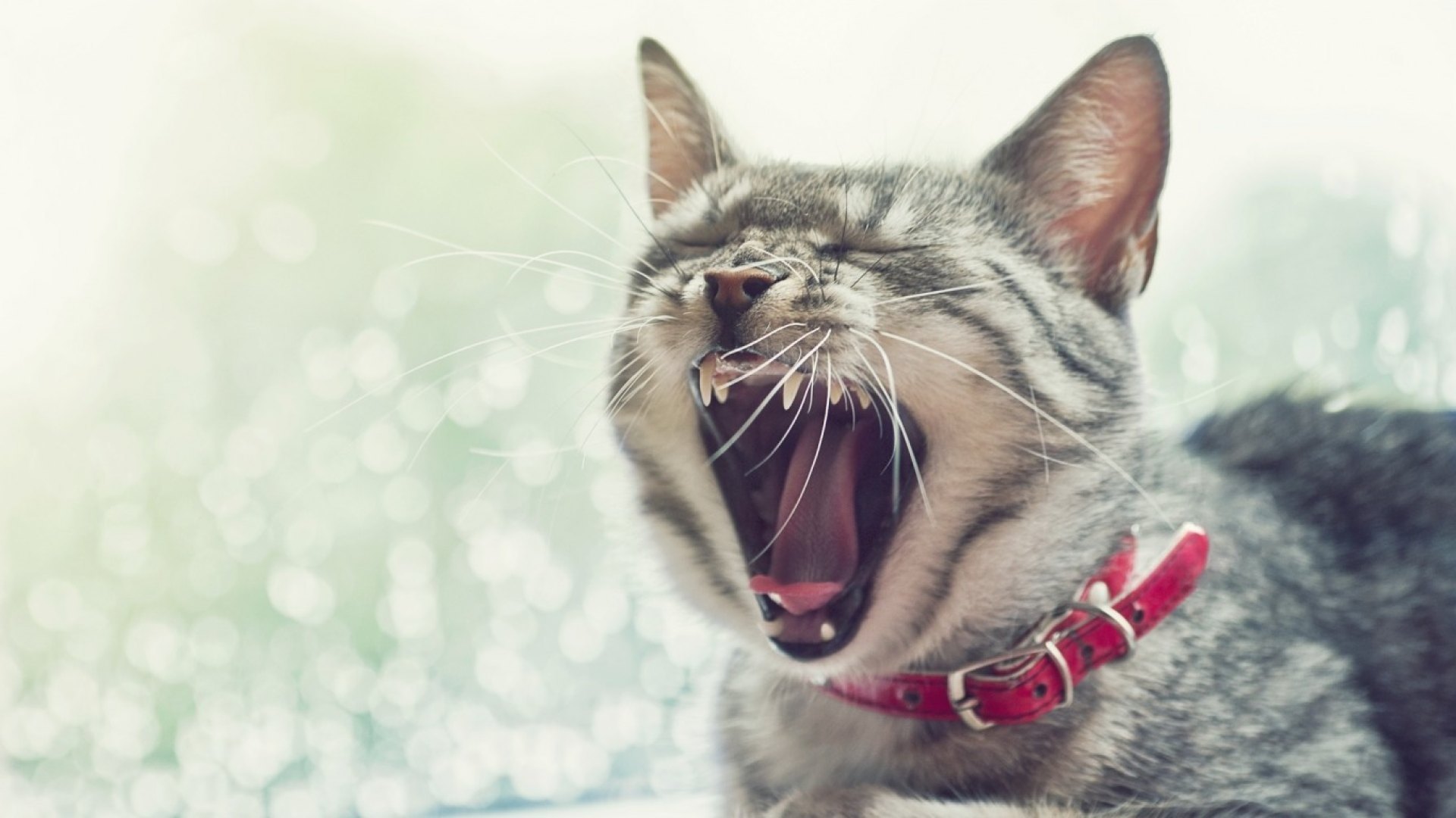 water, summer, open mouth, funny, cat, pink, animal, sea, HD Wallpaper
