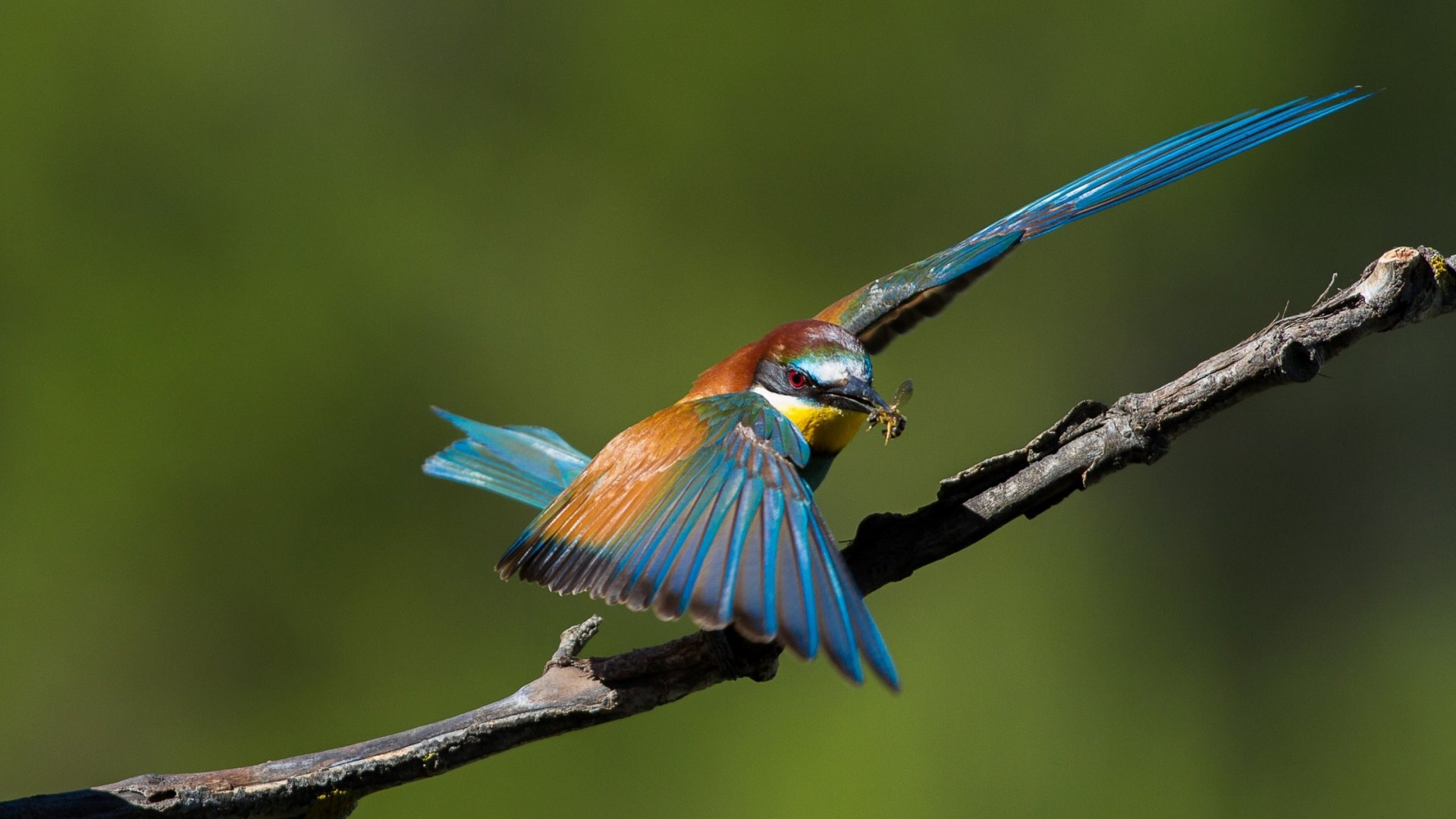 kingfisher, wings, bird, green, orange, feather, blue, HD Wallpaper