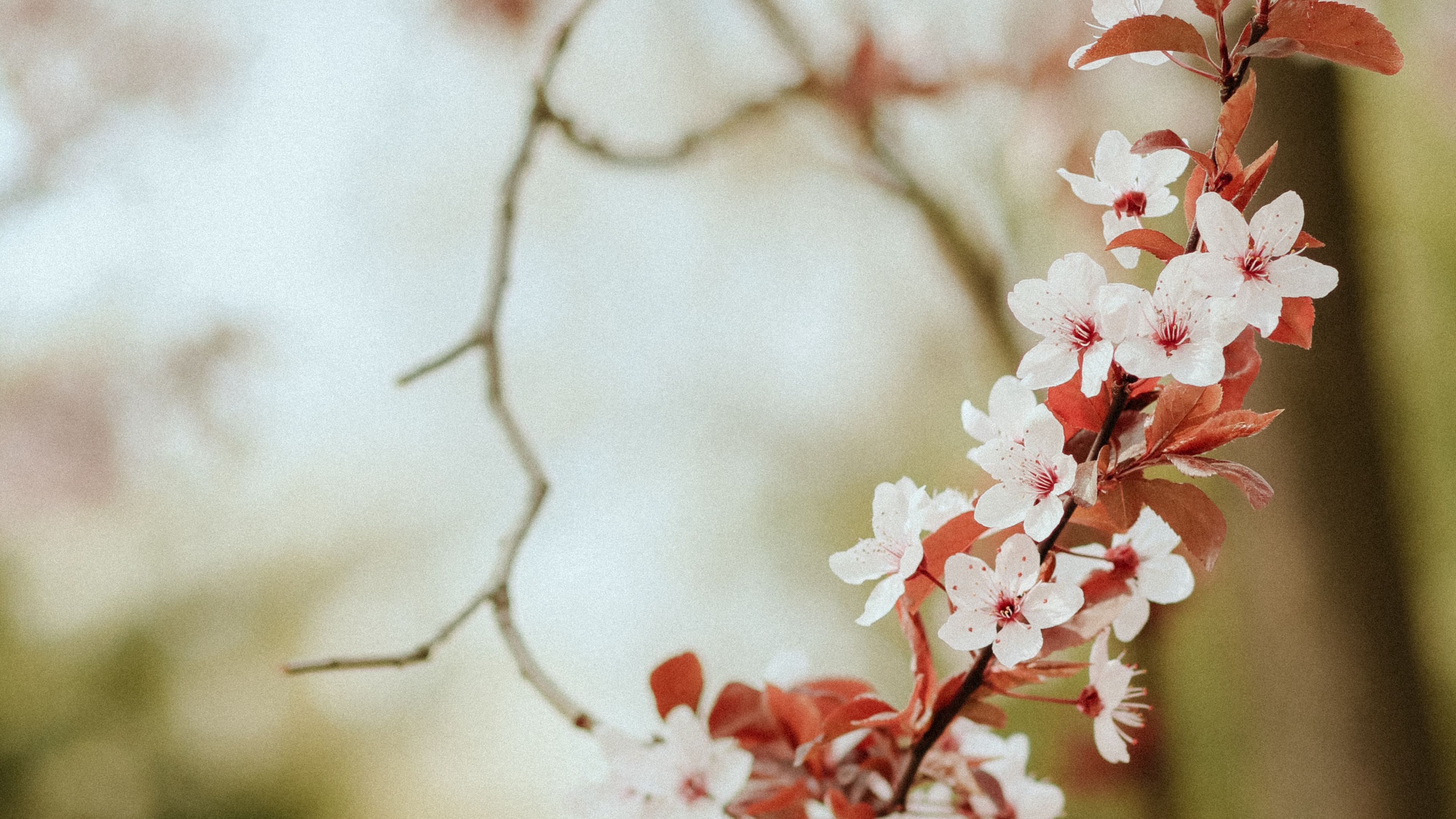 flowers, spring, petals, 4k, HD Wallpaper
