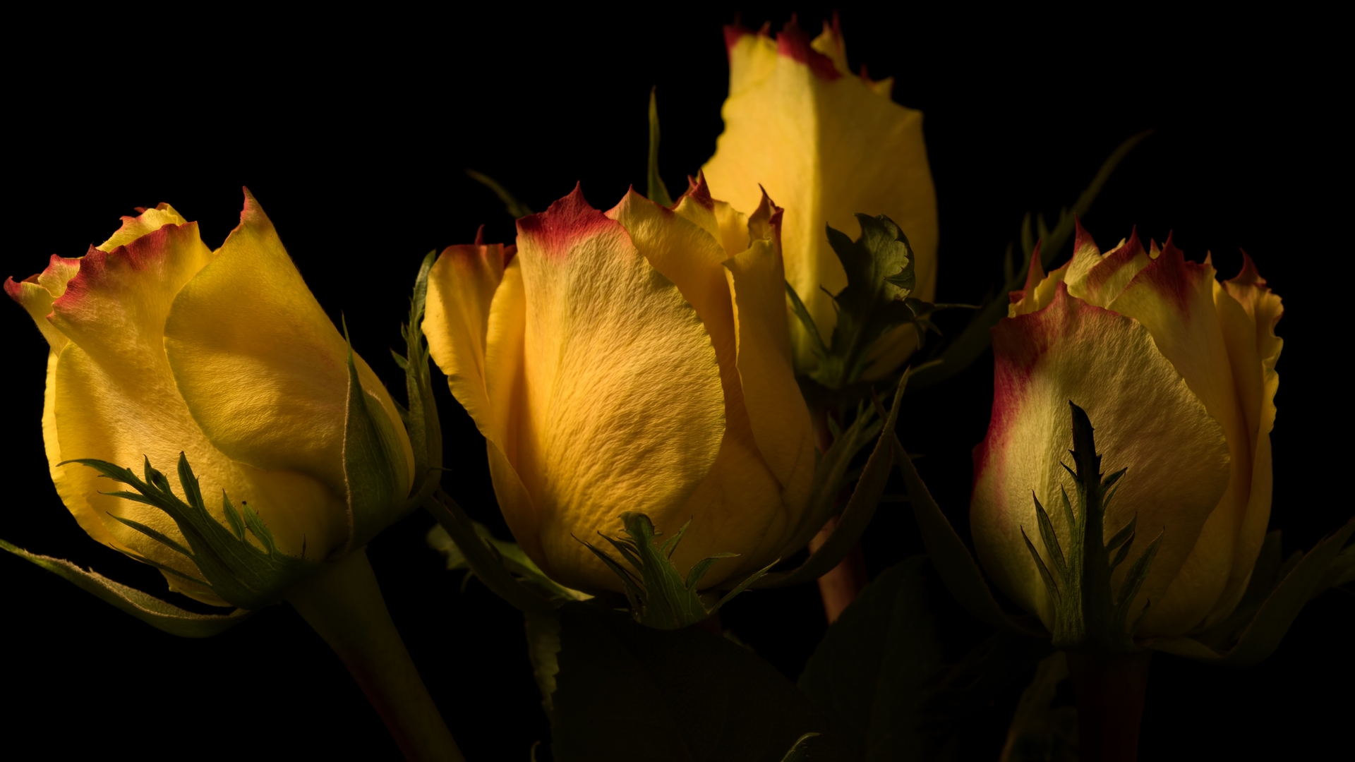 yellow, roses, buds, dark background, HD Wallpaper