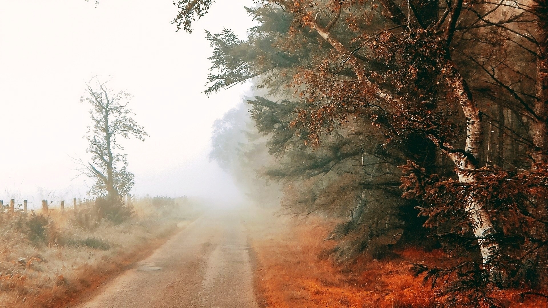 forest, autumn, painting, path, trees, HD Wallpaper