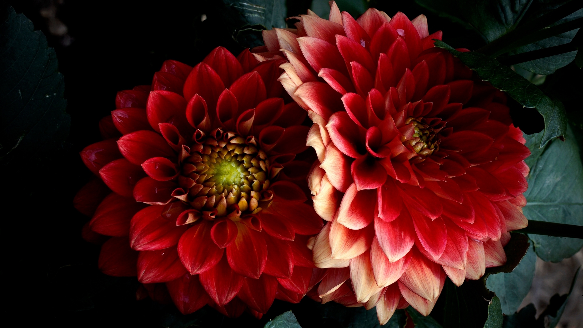 two, dahlias, flowers, close up, HD Wallpaper