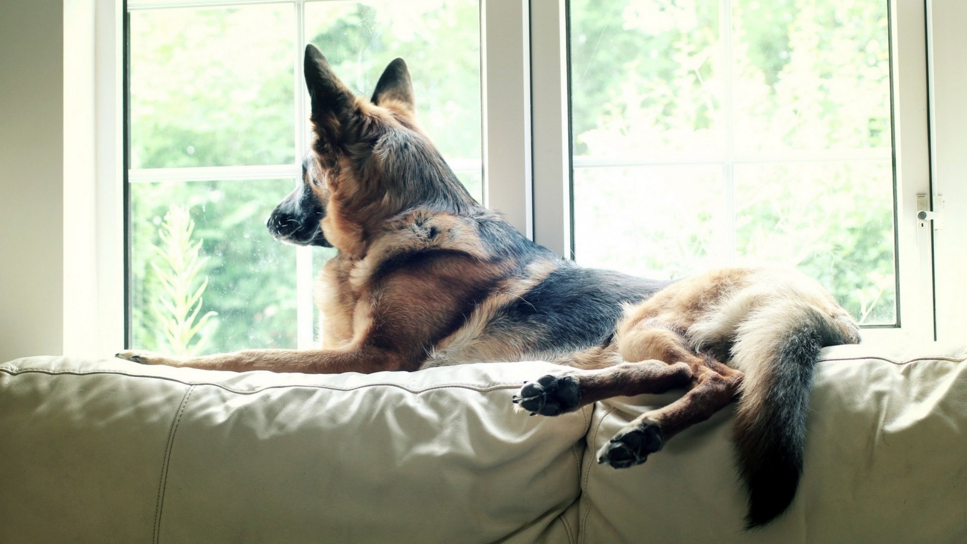 animals, dogs, animal, dog, HD Wallpaper