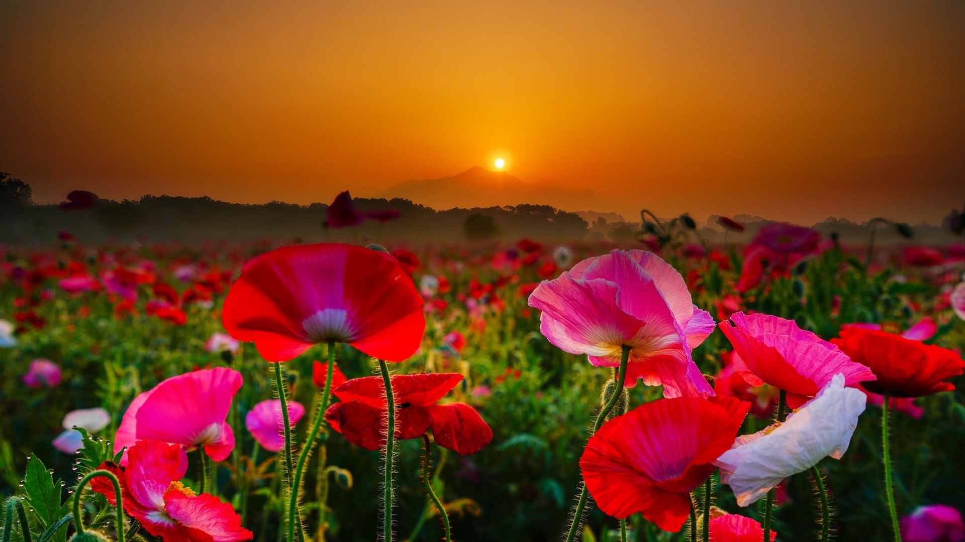 dawn, sunrise, flowers, poppies, japan, HD Wallpaper