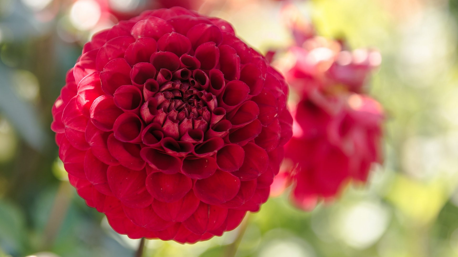 flower, red, nature, dalhlia, HD Wallpaper
