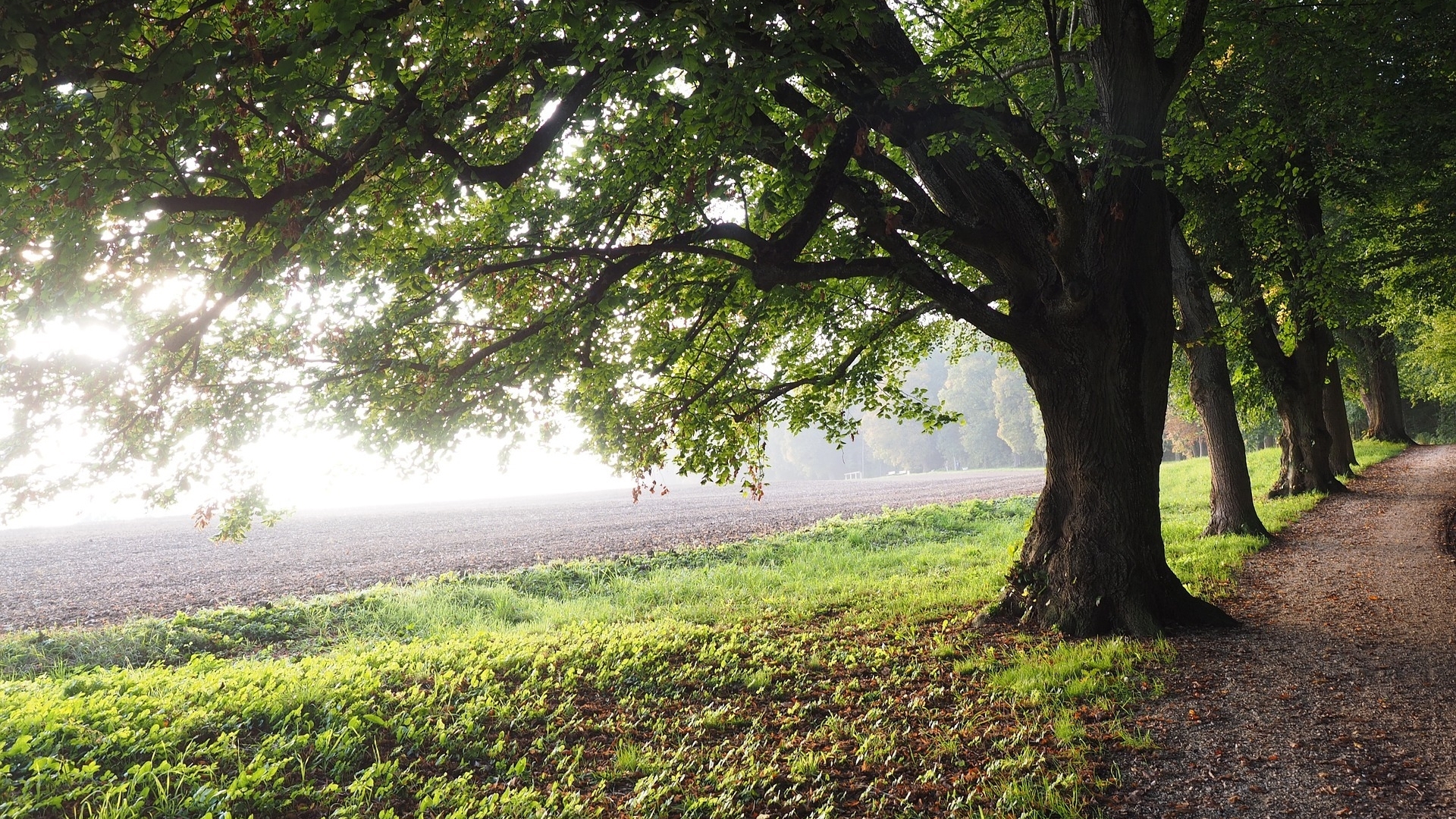 summer, road, trees, field, HD Wallpaper