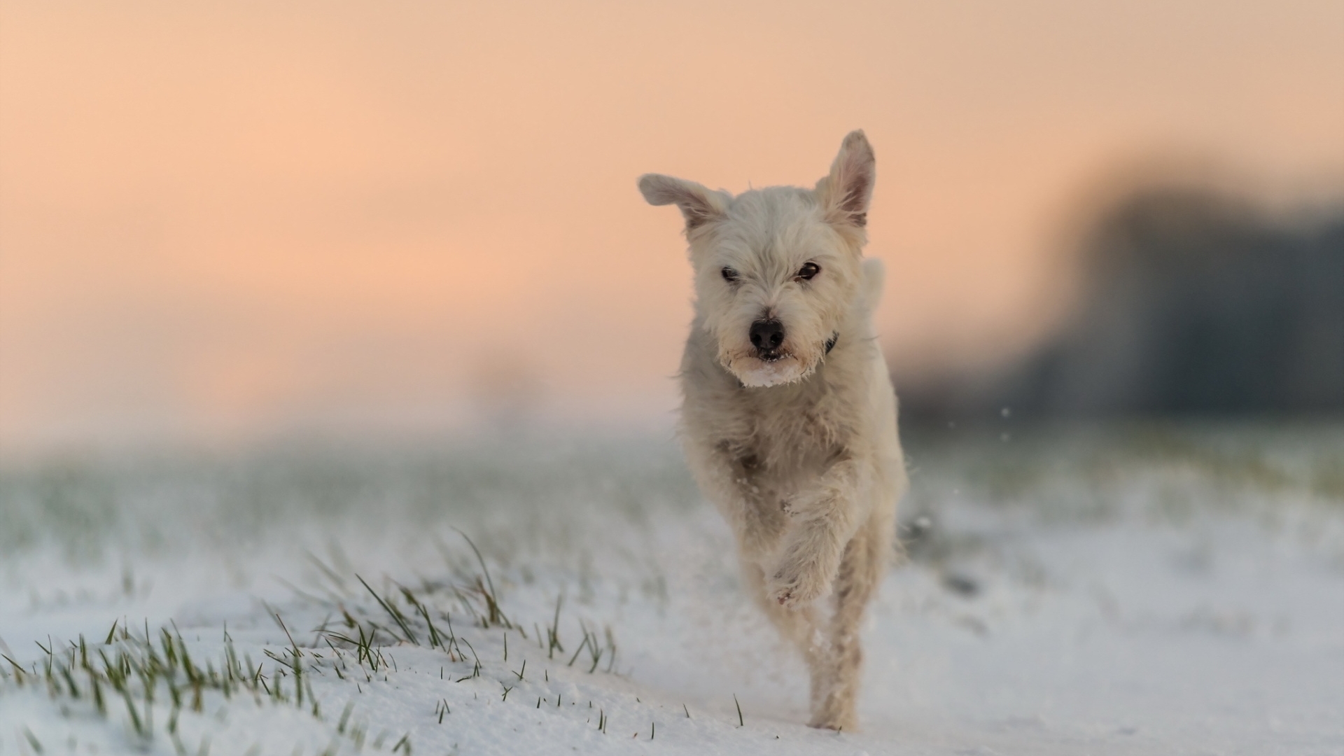 dog, snow, animal, puppy, HD Wallpaper