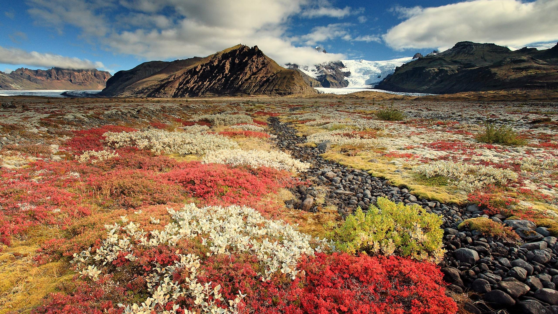 field of flowers, beautiful landscape, wild flowers, beautiful scenery, landsape, HD Wallpaper