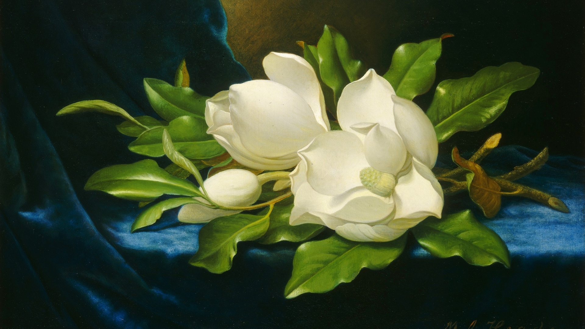 art, magnolia, velvet, flowe, martin johnson, painting, white, blue, HD Wallpaper