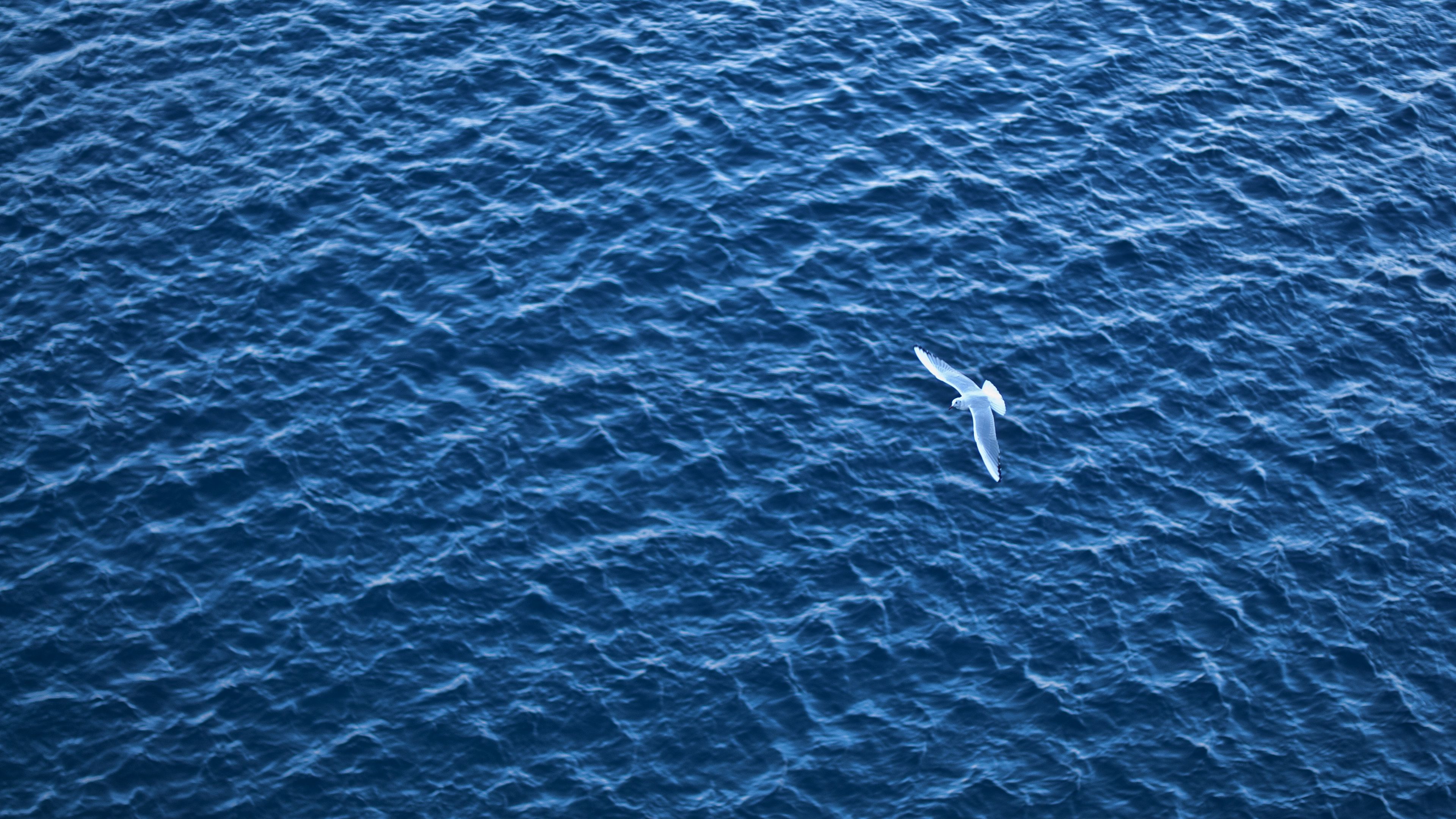 bird, sea, flight, ripple, 4k, HD Wallpaper