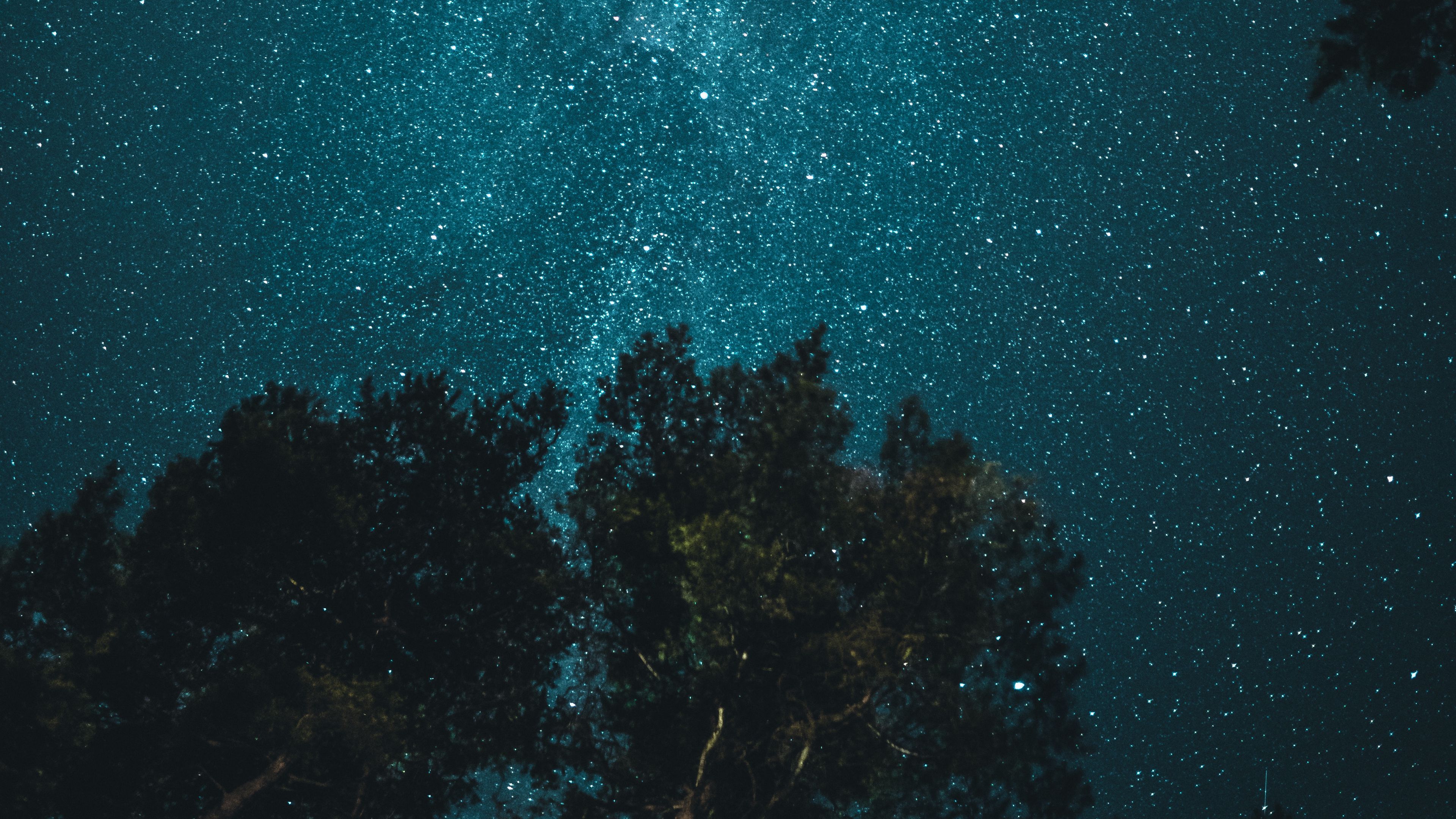 starry sky, trees, view from below, night, branches, 4k, HD Wallpaper