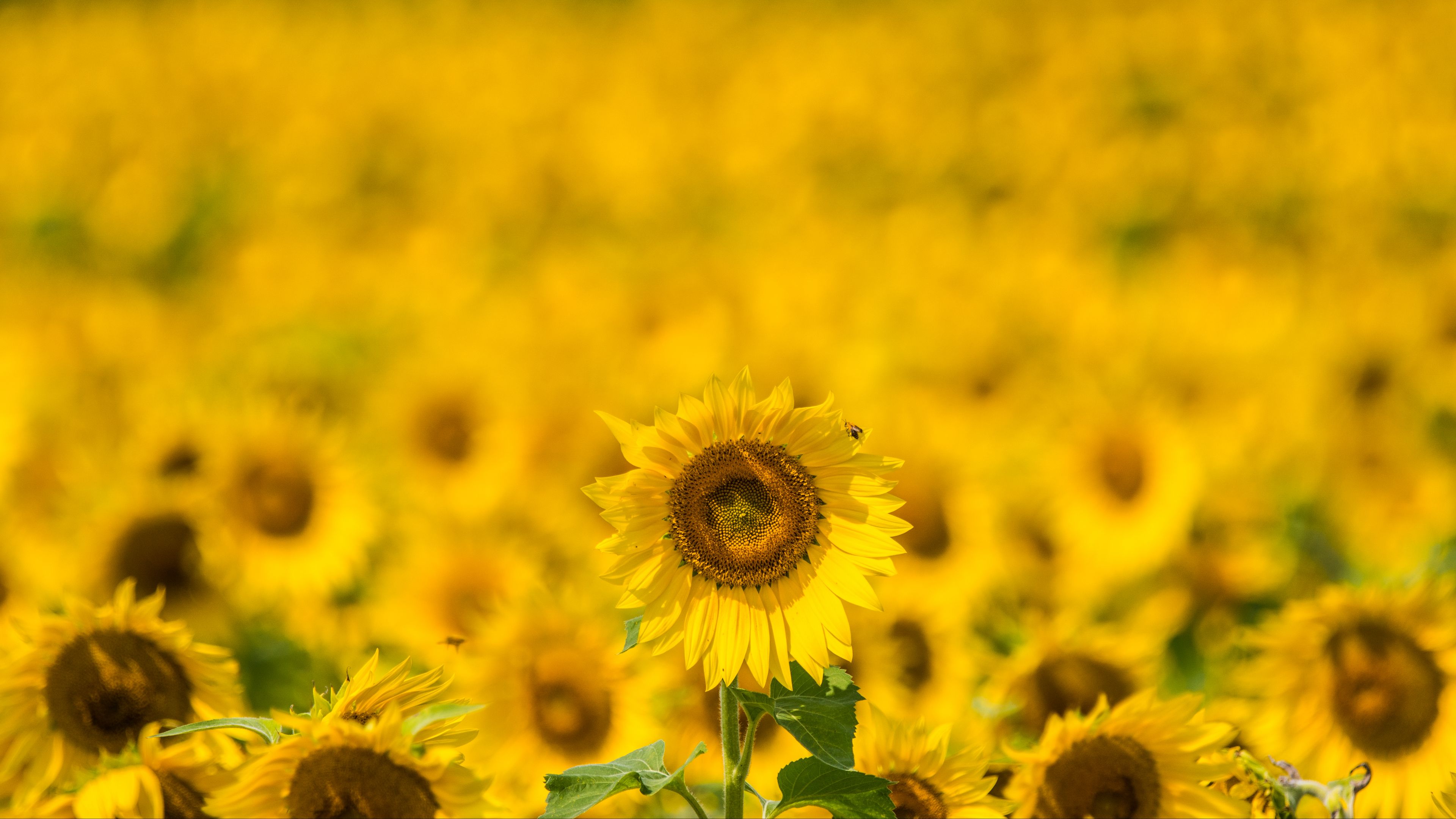 sunflower, yellow, blur, summer, 4k, HD Wallpaper
