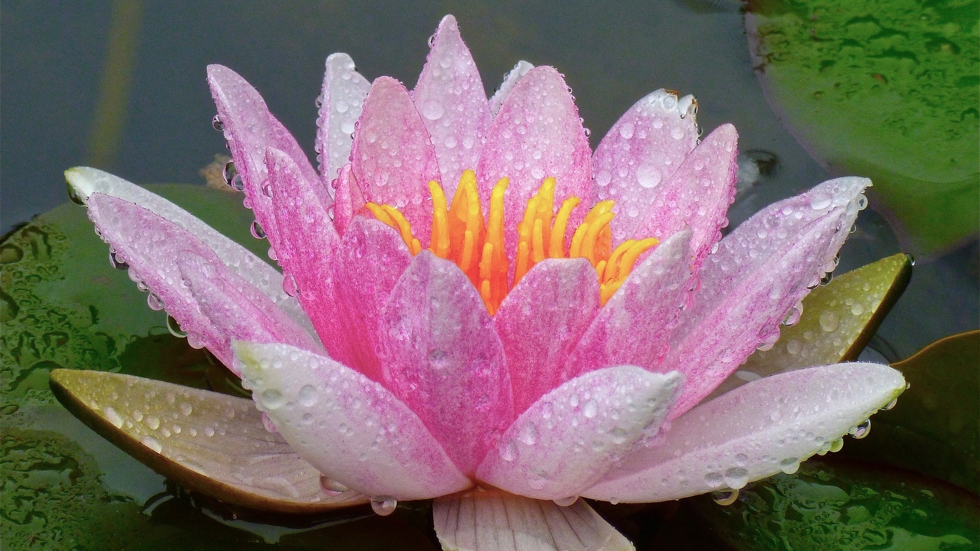 lotus, green, water drops, flower, pink, HD Wallpaper